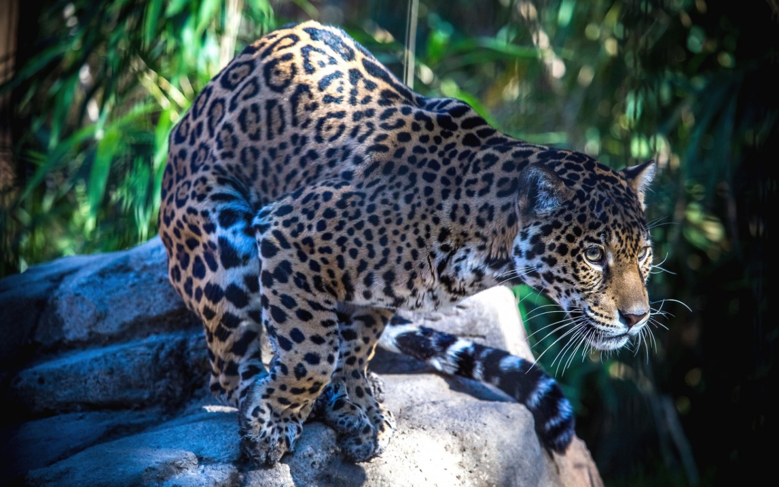 Wallpaper wildlife, big cats, Zoo, jungle, leopard, Ocelot, Jaguar