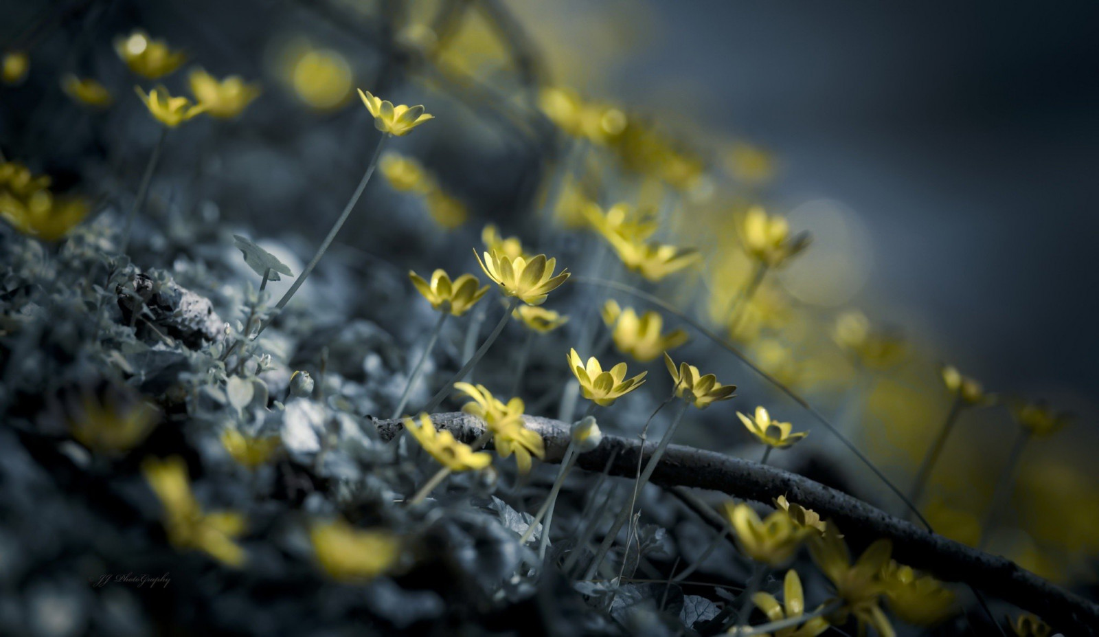 2048x1187 px, květiny, rostliny, žluté květy