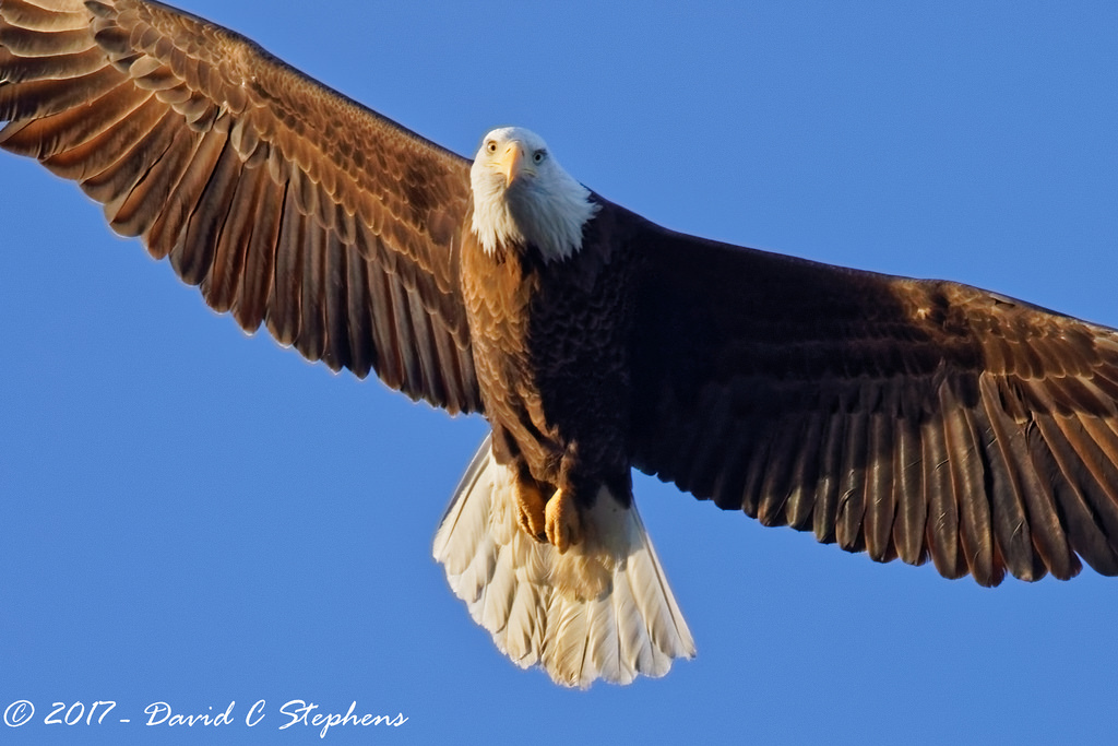 ธรรมชาติ, เมือง, ท้องฟ้า, บิน, สัตว์ป่า, นกล่าเหยื่อ, นกอินทรี, โคโลราโด, หัวโล้น, ว่าว, ปาก, บิน, Falcon, แร็ปเตอร์, เที่ยวบิน, นก, bif, เหยี่ยว, birdofprey, Baldeagle, ขน, urbannature, เรา, คอนดอร์, อีแร้ง, ปีก, สัตว์ป่า, สหรัฐ, อีแร้ง, accipitriformes, สงวนลิขสิทธิ์, birdinflight, canon5dmkiv, Englewood, ef500mmf4lisii, ef14xtciii, copyright2017davidcstephens, cherrycreekstatepark, dxoopticspro1131, n7a5736dxo
