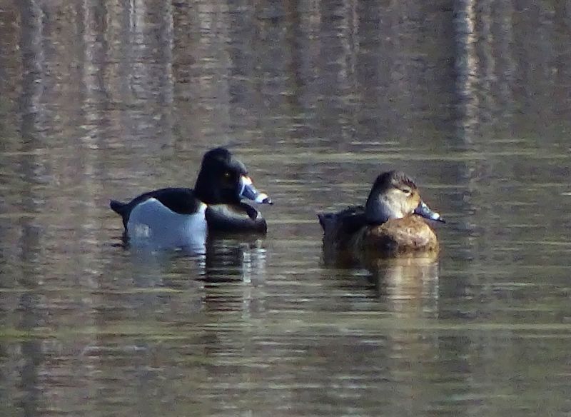 California,Ringneckedduck,Aythyacollaris,Aythya,Kneebonect,Contea di Nevada