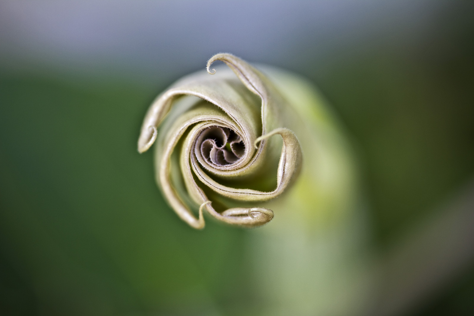 Wallpaper : flowers, garden, water, nature, grass, green, yellow, dew