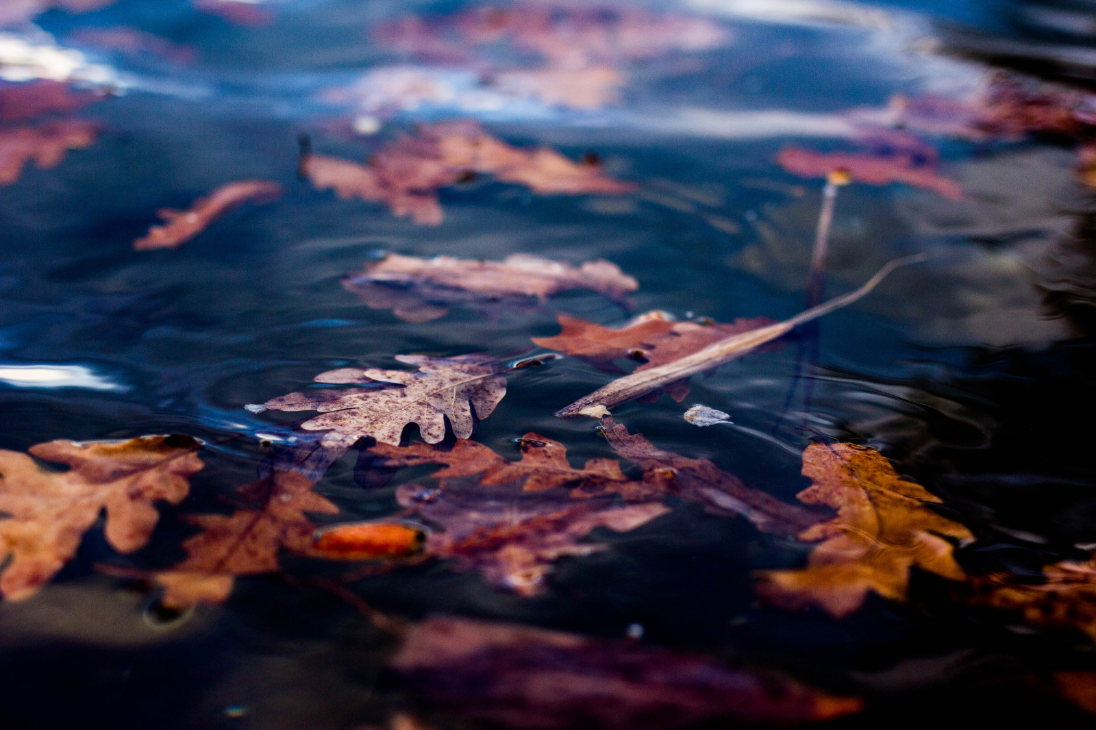 barvitý, město, jezero, Příroda, odraz, Kánon, Francie, Lyon, 35MM, podzim, list, barvy, úžasný, canonphoto, canonphotography, onlylyon, canonfrance, creativeartphotography, canon60d, creativephotography, citystreet, mylyon, 35mm20