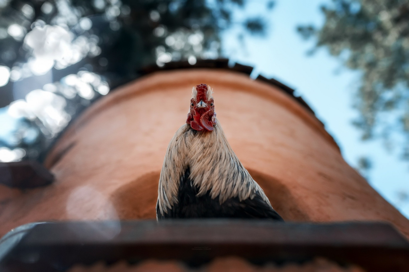 2048x1365 px, 動物, 鳥, 雄鶏