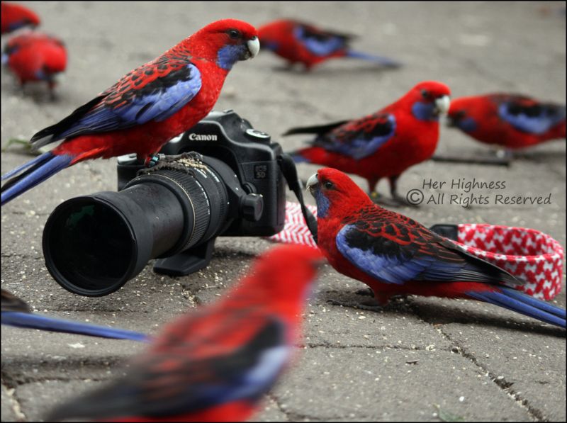 สีแดง,นกแก้ว,aus,3tra