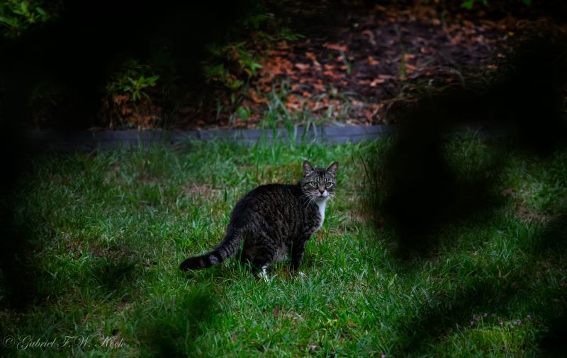zelená, Volně žijících živočichů, Příroda, fauna, tráva, ekosystém