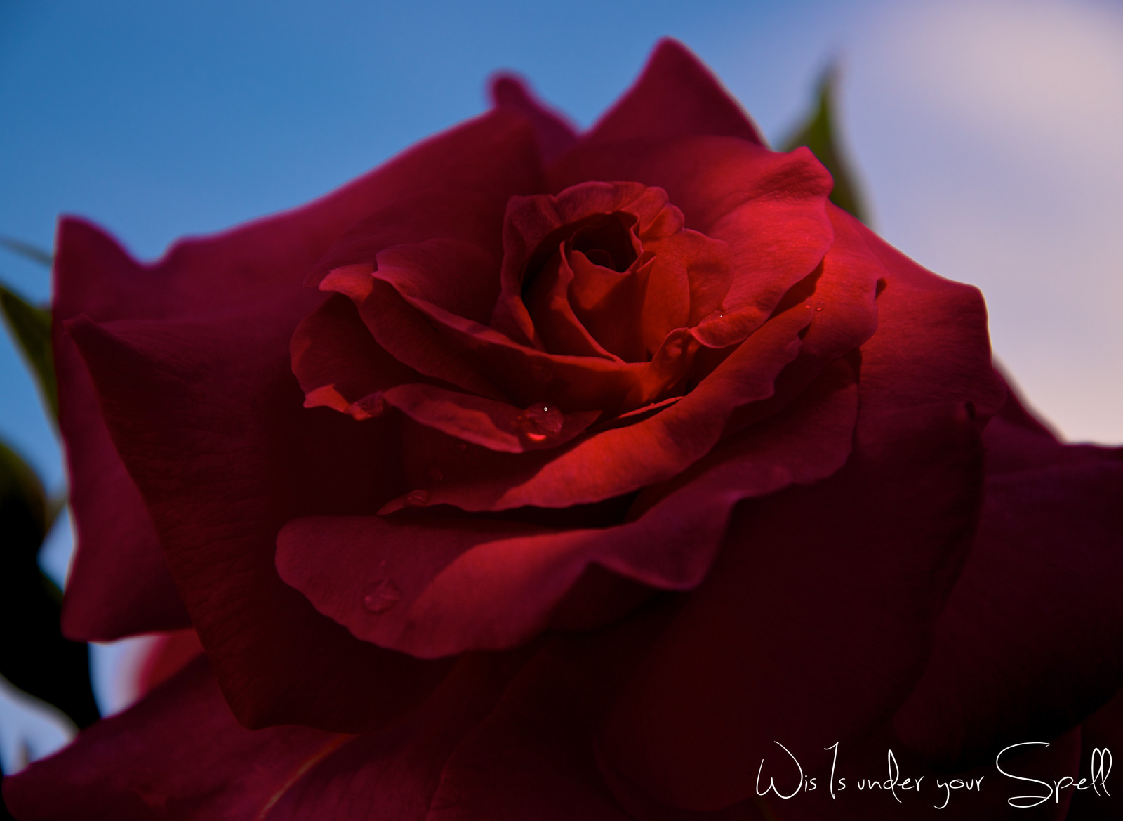 krajina, podzim, lidé, bílý, Černá, starý, model, portrét, západ slunce, moře, květiny, zahrada, město, ulice, noc, architektura, jezero, voda, Skála, Příroda, městský, milovat, Červené, nebe, park, sníh, zima, fotografování, mraky, pláž, makro, Dům, zelená, žlutý, modrý, řeka, slunce, móda, růže, náměstí, letní, Nikon, Francie, vinobraní, Evropa, Dovolená, růžový, jaro, Drsný, Přátelé, dovolená, UMĚNÍ, světlo, Černý a bílý, barva, strom, podzim, cestovat, den, Nový, květ, rostlina, dívka, tělesné, fotografie, oceán, žena, newyork, flóra, mě, zábava, nyc, okvětní lístek, show, výlet, fotky, žít, geotagged, New York City, squareformat, počítač tapeta, kvetoucí rostlina, zblízka, makro fotografie, závod stonek, zátiší fotografování, zahradní růže, růže rodina, růže objednávka, floribunda, rosa centifolia, china rose