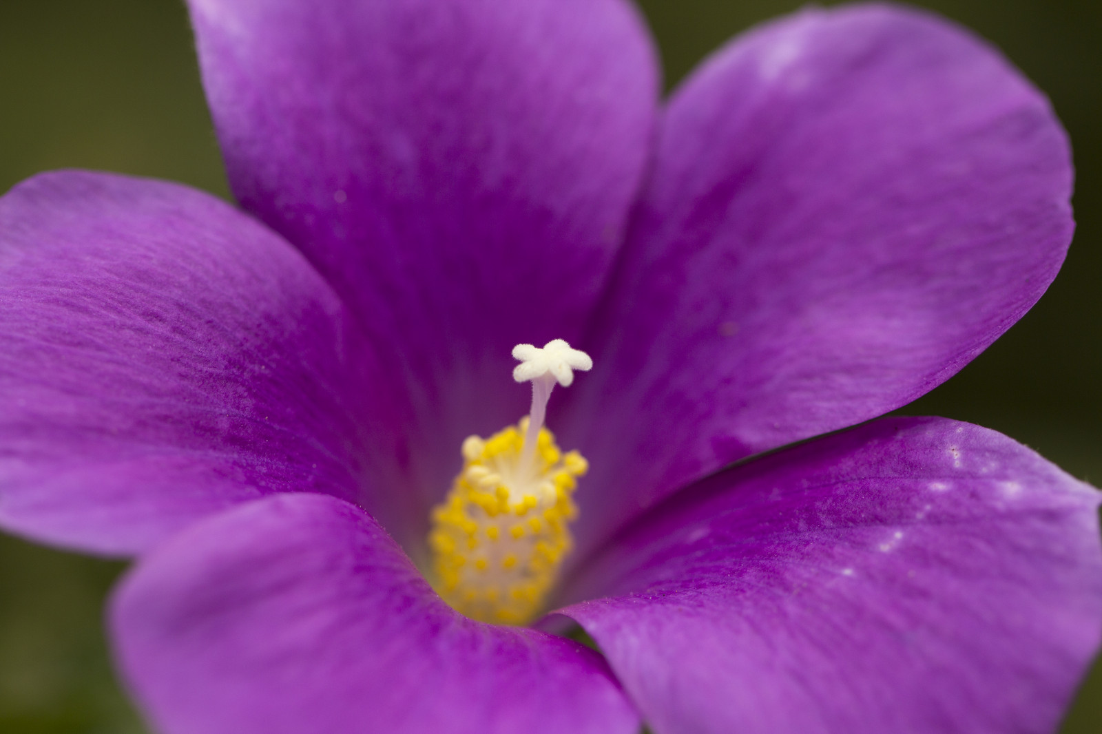 zahrada, Příroda, fotografování, nachový, makro, Kánon, letní, květ, bokeh, růžový, 2015, Austrálie, rodák, Victoria, australský, Melbourne, leden, květ, rostlina, oko, flóra, dof, okvětní lístek, eos, 60d, 100mm, divoká rostlina, botanika, suchozemská rostlina, kvetoucí rostlina, zblízka, makro fotografie, fialová rodina, Balwyn, maranoa, maranoagardens