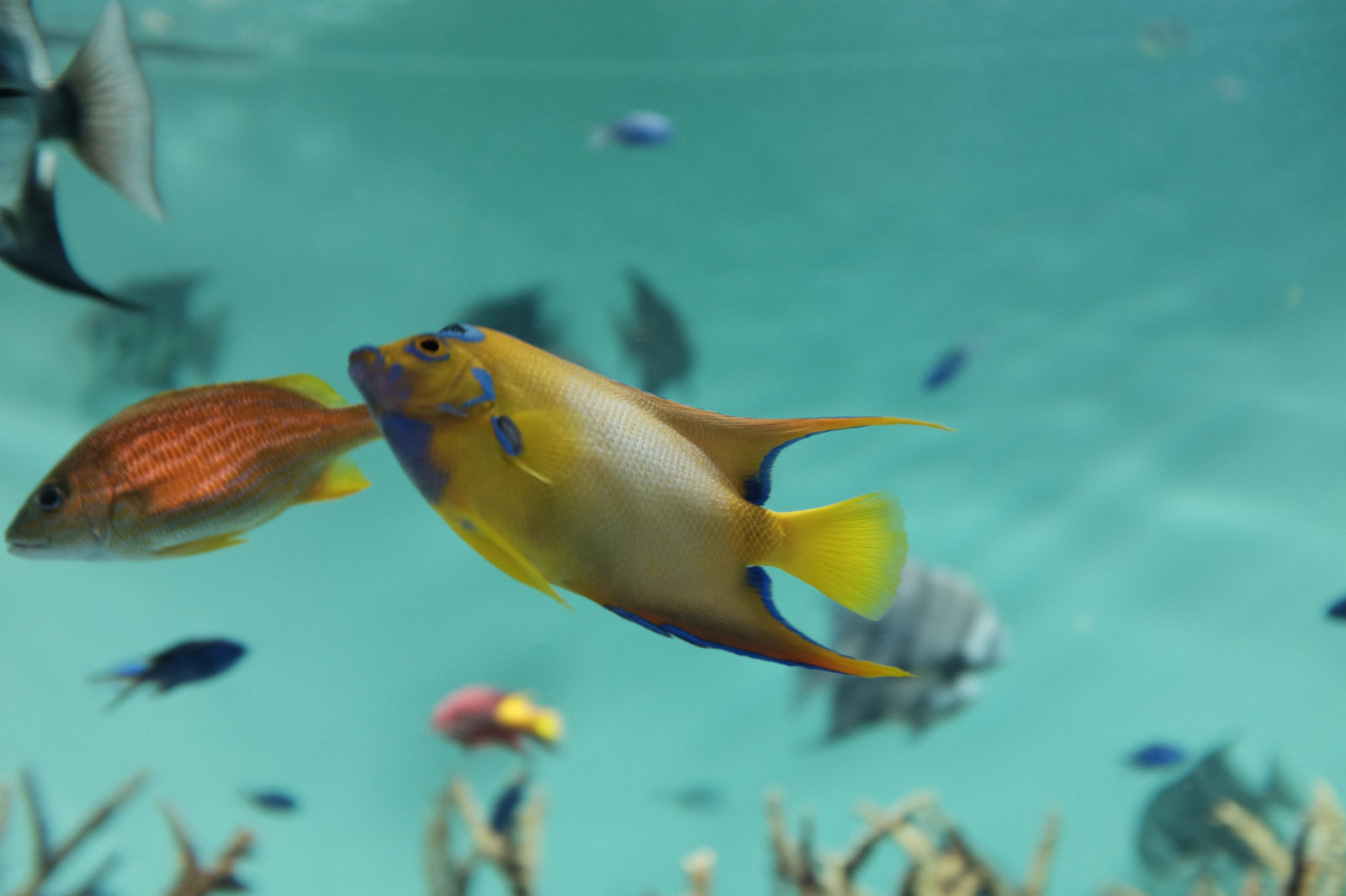 Meer, Fisch, blau, Unterwasser, Aquarium, Tokio, Fujifilm, Biologie, Fujinon, X, X100, X100t, Kasai, Kasairinkaipark, Tokyosealifepark, Fauna, Meeresbiologie, Pomacentridae