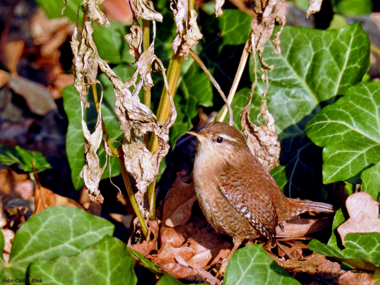 Pássaros, pássaro, Vogel, Observação de pássaros, natureza, Vogels, Natuur, Tuinvogels, animais selvagens, Nikon, P900, observação de pássaros, Pajaros, Pássaros, Aves