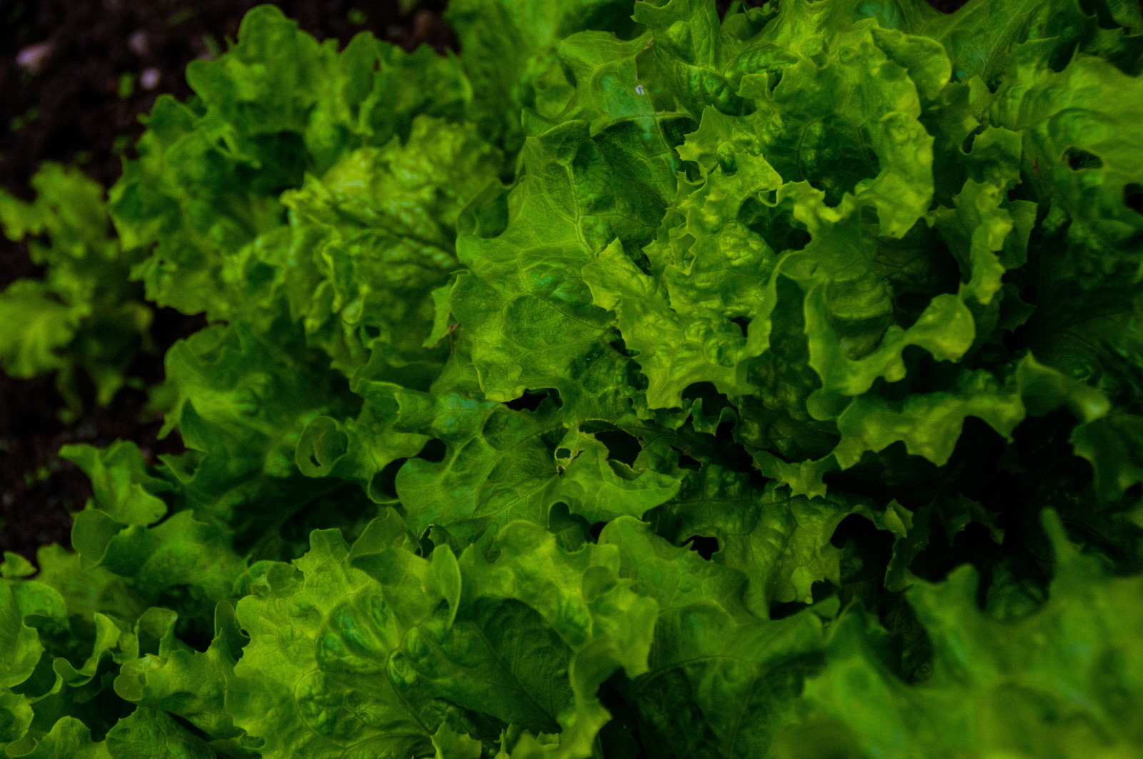 jídlo, Příroda, pole, mraky, zelená, bylina, hlávkový salát, list, rostlina, půda, vyrobit, suchozemská rostlina, kvetoucí rostlina, jednoletá rostlina, zeleninový, petržel rodina, Apiales, listová zelenina, rapini