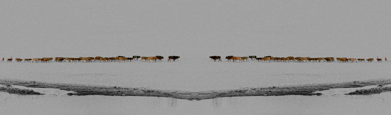 natur, sne, vinter, dyreliv, Sony, Vietnam, spejlet, køer, rejsende, drømme, carlzeiss, flok, fauna, erindringer, Muine, k han, variosonnart28222470, økoregion, migration dyr, gespiegelt, Herde, CBW, dslra550, schwarzweismitfarbe, kuhherde, travelbug, Hirten, Karawane, doandroidsdreamofelectricsheep, whitedunes, H ter, selectedcolors, blackandwhitewithselectedcolors