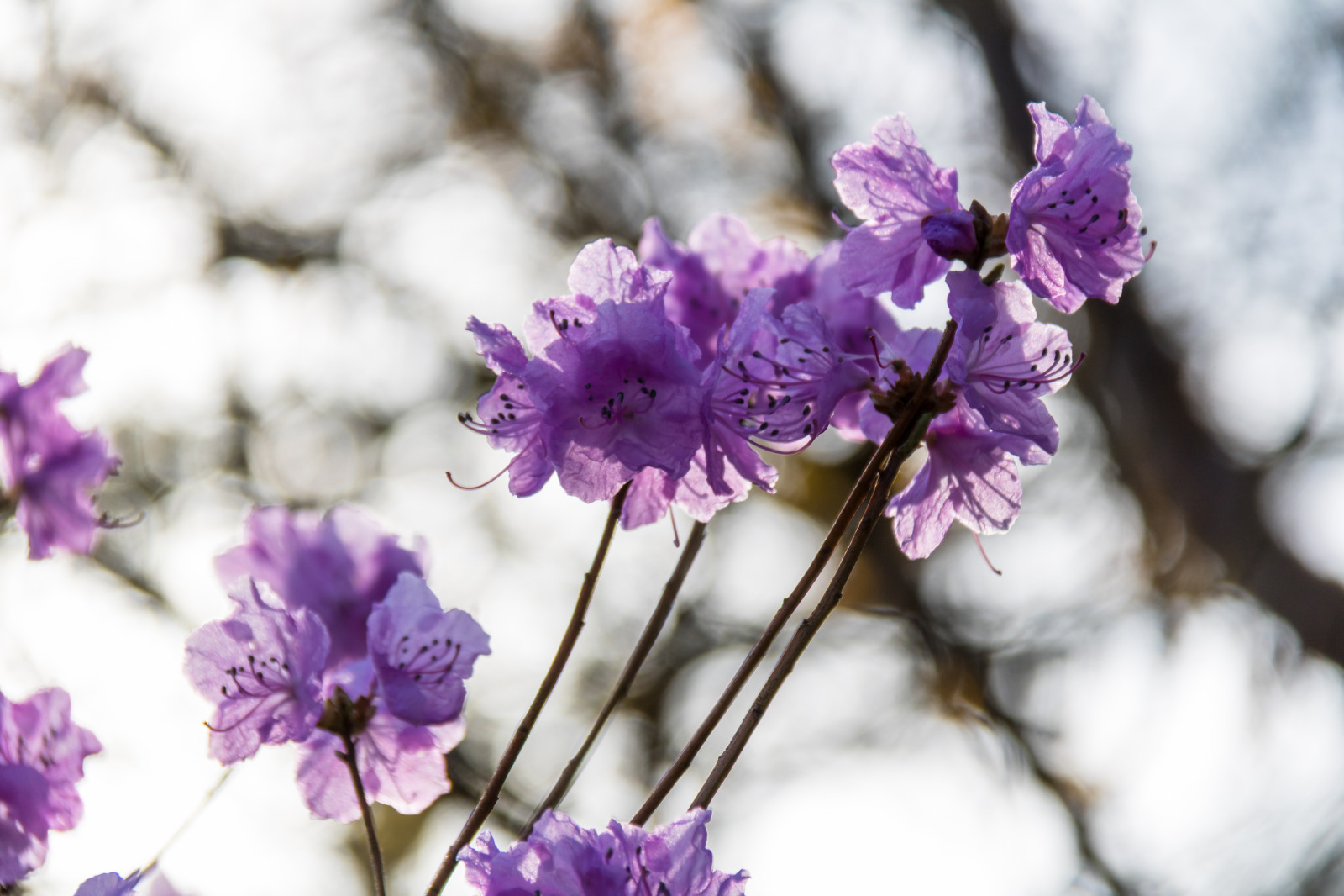 nachový, větev, Třešňový květ, květ, růžový, jaro, alpská růže, květ, rostlina, sezóna, flóra, v r, jaro, Alnarp, okvětní lístek, Blom, rosa, divoká rostlina, botanika, suchozemská rostlina, kvetoucí rostlina, dřevina, zblízka, keř, makro fotografie