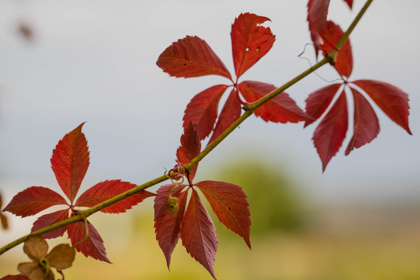 zahrada, Příroda, Červené, park, větev, květ, strom, podzim, list, květ, rostlina, sezóna, flóra, h st, Alnarp, okvětní lístek, botanika, suchozemská rostlina, kvetoucí rostlina, dřevina, zblízka, keř, makro fotografie, závod stonek, javor, Javorový list