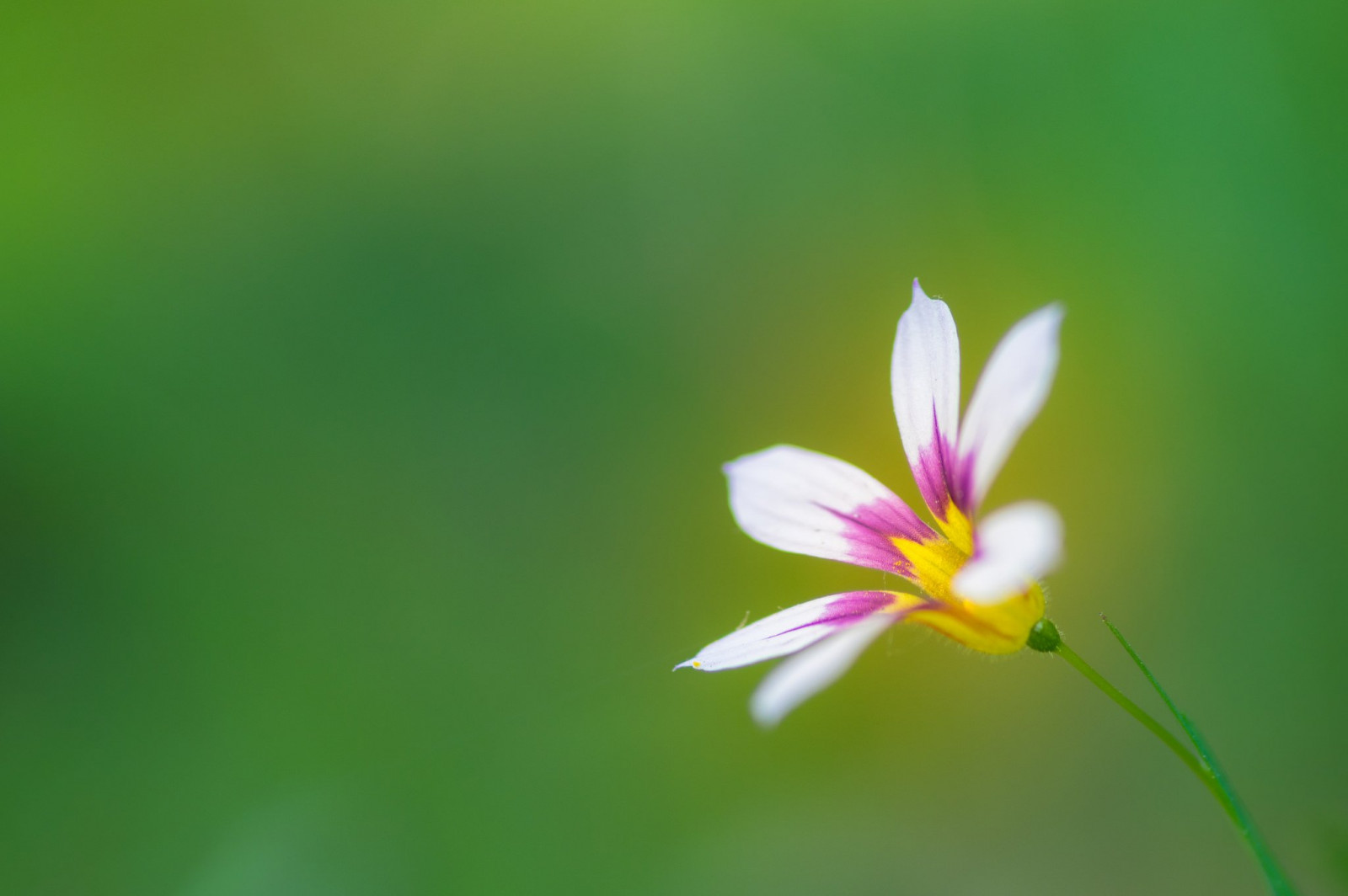 2048x1362 px, farverig, blomster, makro, natur