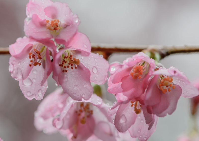 květ, růžový, květ, Třešňový květ, jaro, flóra květ, růžový, květ, Třešňový květ, jaro, flóra