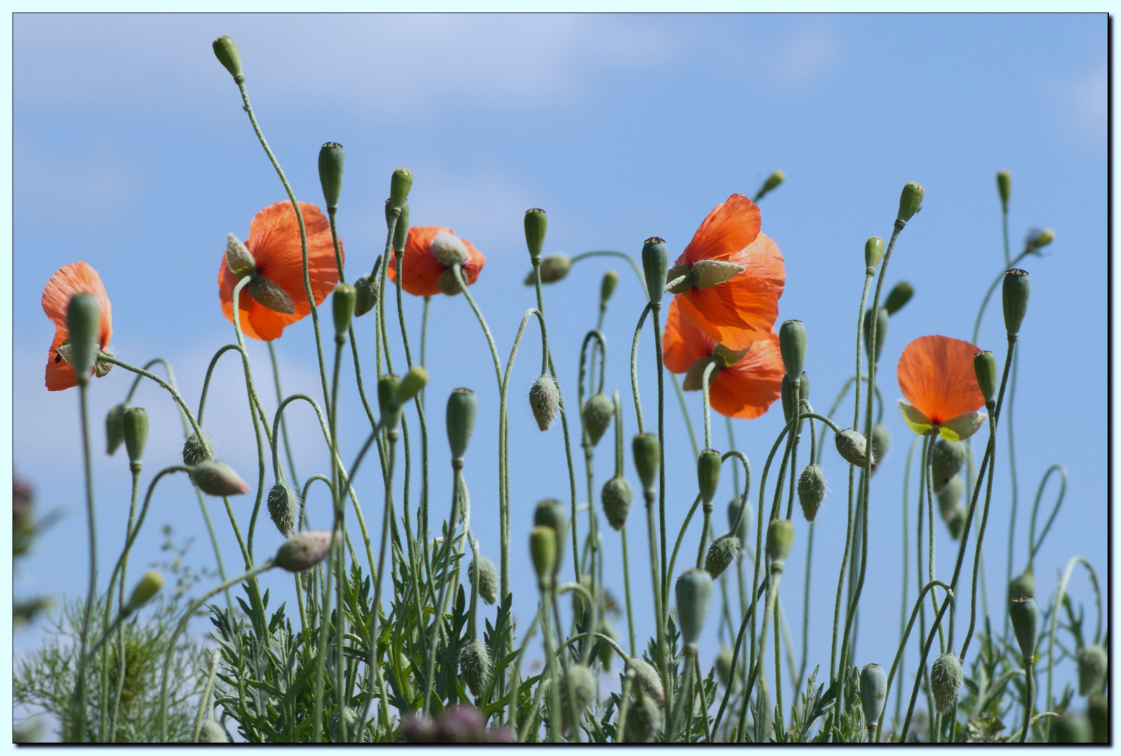 꽃들, 자연, 잔디, 하늘, 들, 양귀비, 꽃, 식물, 양귀비, 플로라, 헤멜, 자연, 목초지, 혐오증, theperfectphotographer, 100commentgroup, mohn, 모닝콜, 잊을 수없는 사진들, Ourplanet, 신자들, 백금 사진, 다이아몬드 클래스 사진 작가, 플릭 다이아몬드, 블루 베리 공상가, 금 따가워 진, 슈퍼 샷, 야생화, 인피뉴 스타일, 블룸, 대초원, 연소 용 재목, canoneos400d, coquelicot, 식물학, 육상 식물, 꽃 피는 식물, 잔디 가족, 식물 줄기, 양귀비 가족