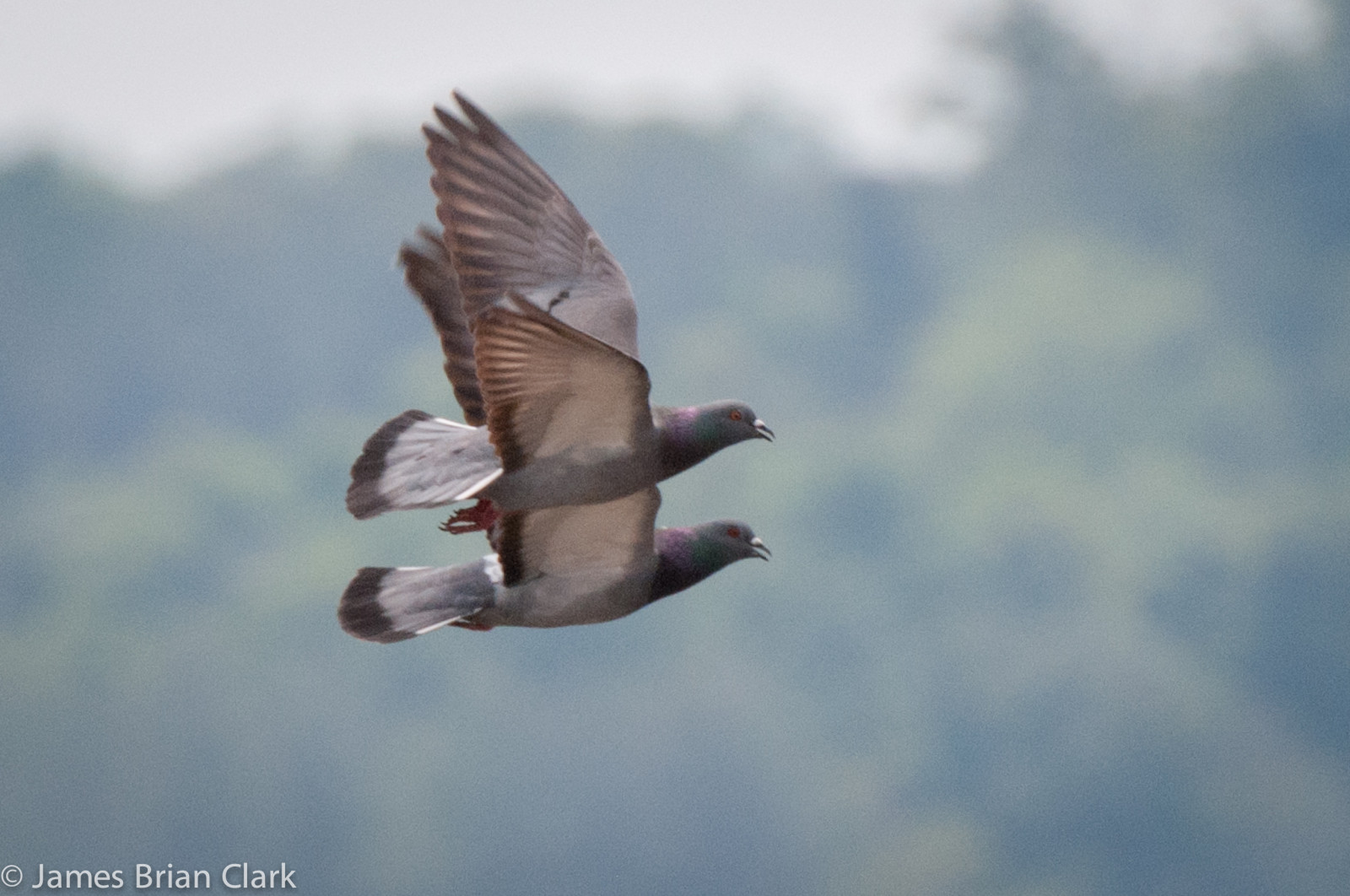 výkres, malování, bílý, ptactvo, zvěř, Příroda, nebe, venku, křídla, peří, podepsat, letící, Volně žijících živočichů, kachna, husa, Domácí mazlíčci, holubi, svoboda, mír, zobák, Létat, Formace, izolovaný, Let, zvíře, Pohled, výše, pták, holub, Pírko, skupina, stádo, mořský pták, křídlo, fauna, beautyinnature, vodní ptáci, obratlovců, vodní pták, rozpětí, kachen, hus a labutě, Chesapeake, migrující, týmová práce, formationflying, spreadwings, hejno ptáků, animalsinthewild, groupofanimals