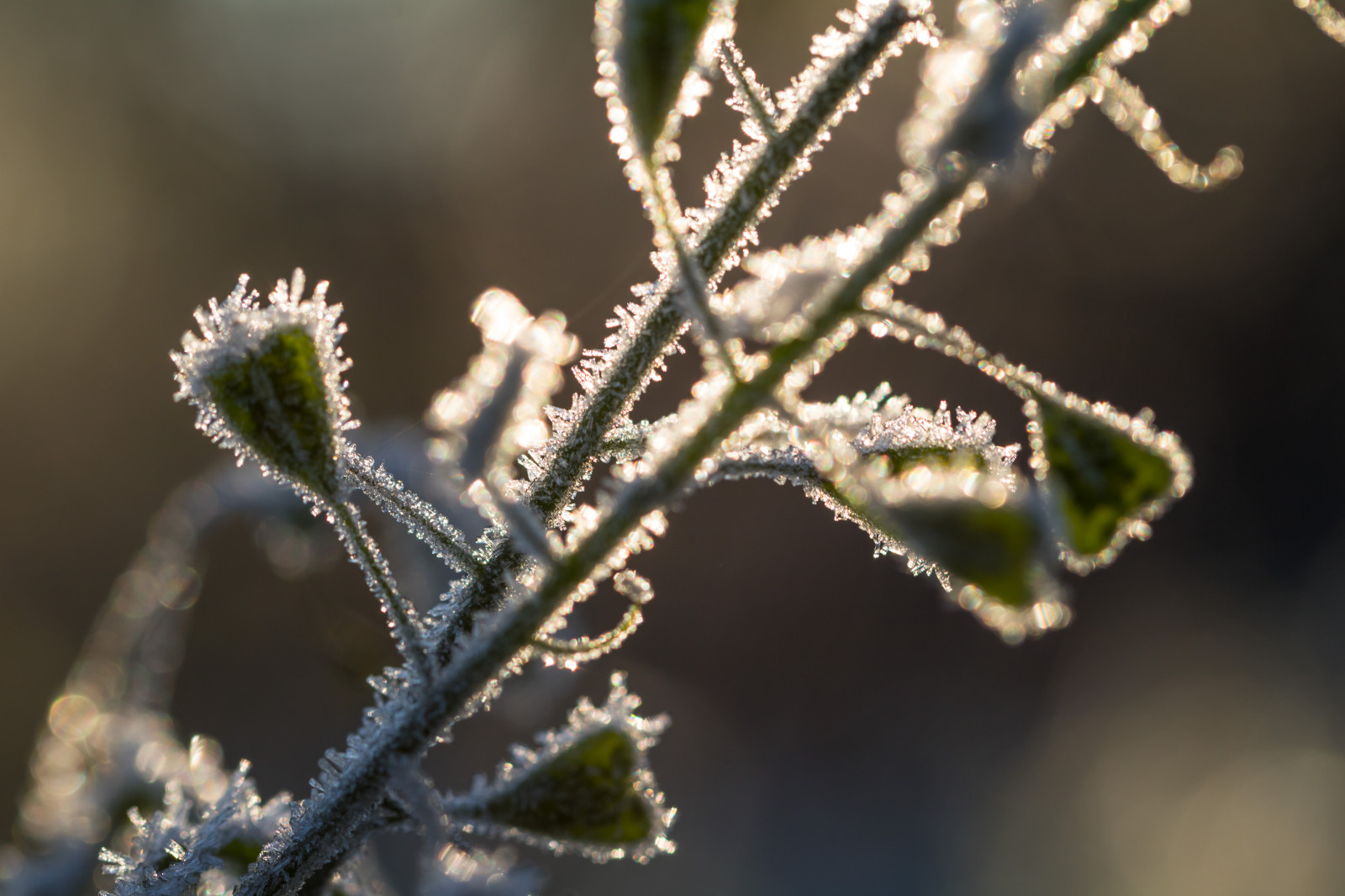 Příroda, tráva, zima, fotografování, makro, větev, zelená, Studený, mráz, květ, rosa, strom, list, květ, rostlina, sezóna, flóra, pupen, makro, natur, kallt, exif modelu canoneos760d, geocountry, Kamera aby kánon, geocity, Model fotoaparátu canoneos760d, geostate, geolocation, exif aby kánon, EXIF isospeed 100, exif focallength 100mm, EXIF otvor 50, EXIF ef100mmf28lmacroisusm čočka, větvička, botanika, dřevina, zblízka, keř, makro fotografie, trny trny a trny, závod stonek, vlhkost