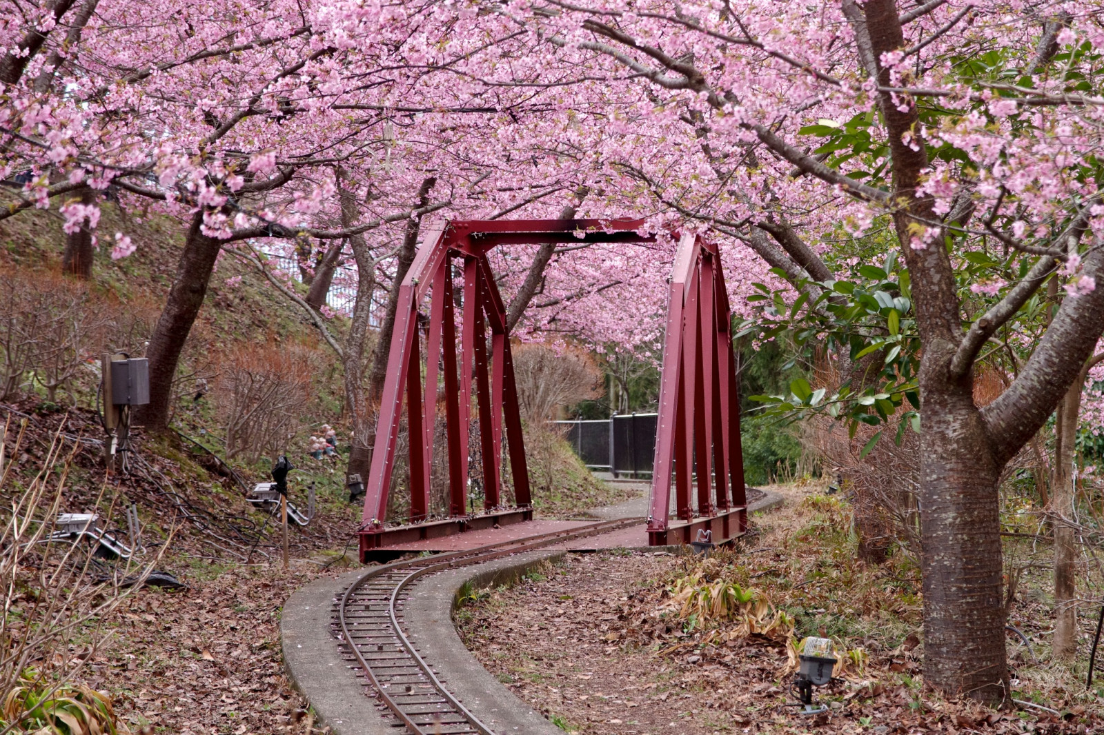květ, rostlina, strom, jaro, květ, Třešňový květ, větev, krajina, plantáž