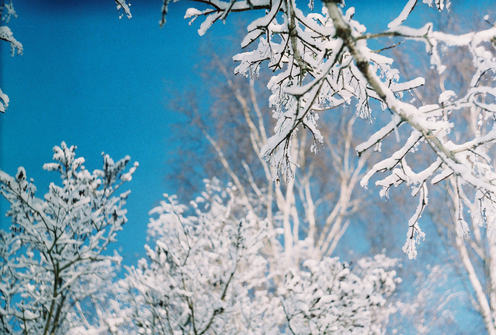 alberi, inverno, cielo, la neve, film, analogico, 35MM, Estonia, bokeh, rami, zenit, ramoscelli, Eesti, Zenitet