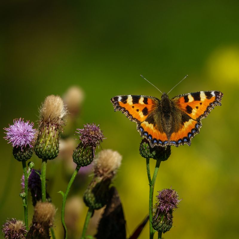 natur,fotografering,sommerfugl,insekt,dyreliv,blomst