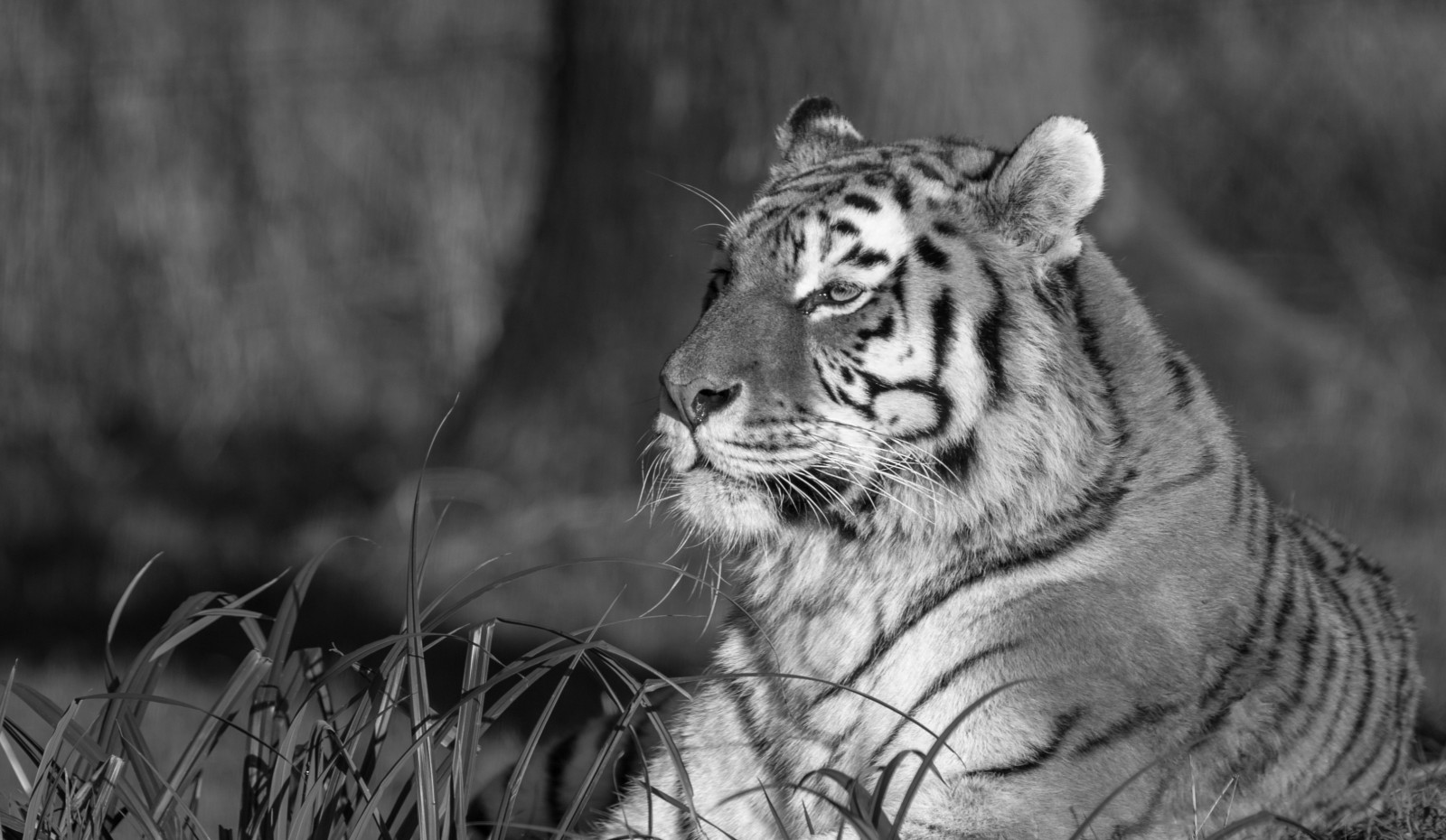 monocromo, erba, fotografia, tigre, natura, grandi gatti, barba, Safari, fauna, mammifero, bianco e nero, fotografia in bianco e nero, gatto come mammifero, grugno, carnivoran, organismo, Longleat, terrestrial animal, stock photography