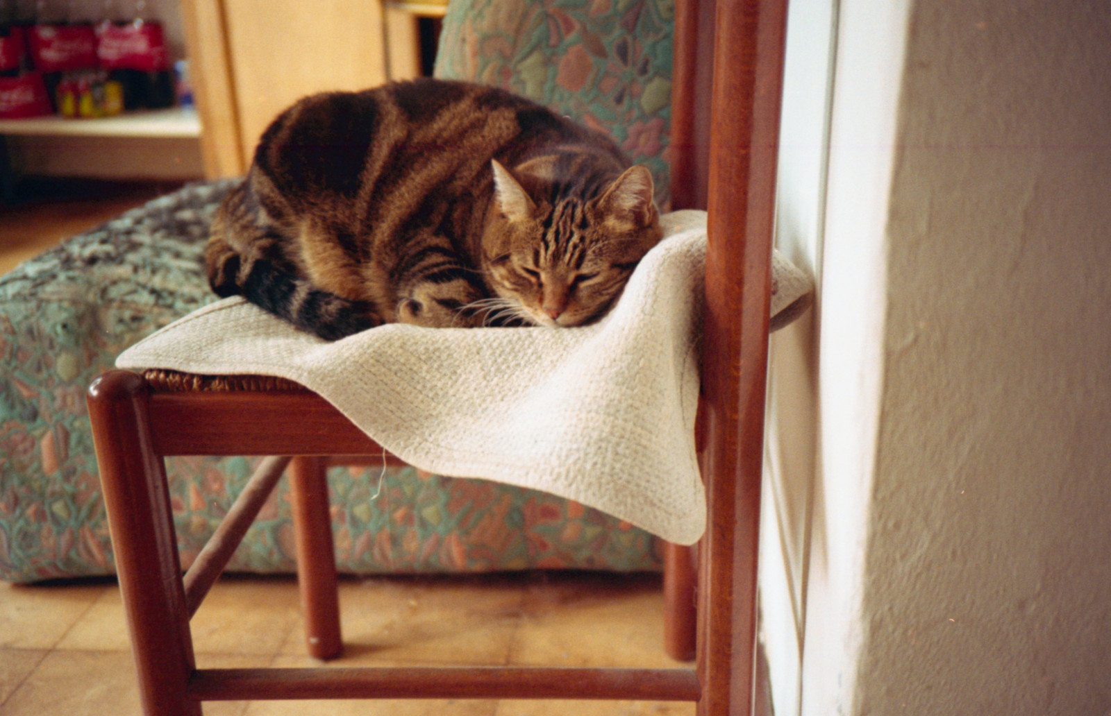 kat, træ, stol, pels, whiskers, etage, møbel, pattedyr, 200iso, kat lignende pattedyr, gulve, små til mellemstore katte, carnivoran, bengal, Gatto, Sedia, olympusxa, analogicait, lomographyandvintagecameras, brioche, lomographycn100