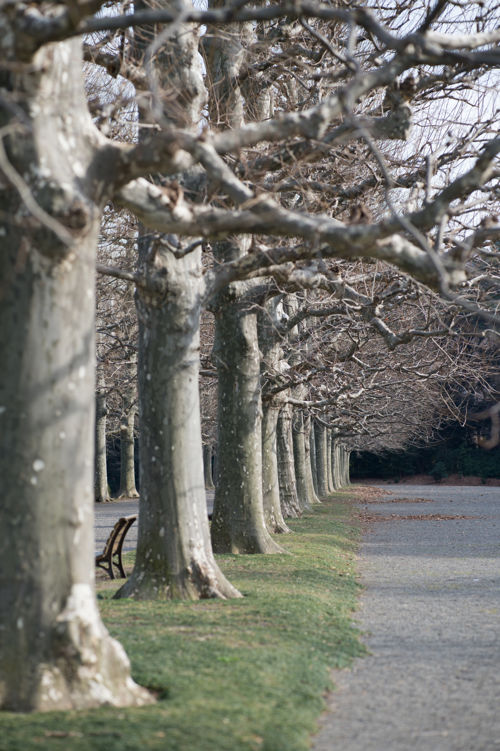 ญี่ปุ่น, แสงแดด, ธรรมชาติ, จอด, หิมะ, ฤดูหนาว, สาขา, น้ำค้างแข็ง, Nikon, ฤดูใบไม้ผลิ, โตเกียว, ไม้เรียว, Jp, ต้นไม้, nikkor, ฤดูใบไม้ร่วง, ใบไม้, ดอกไม้, ปลูก, ฤดู, shinjukgyoen, ชินจูกุ, afs105mmf14eed, afsnikkor105mmf14eed, Df, ป่าไม้, พฤกษศาสตร์, ไม้ยืนต้น, ลำต้น