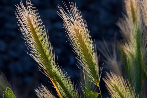 cereals,plant,light
