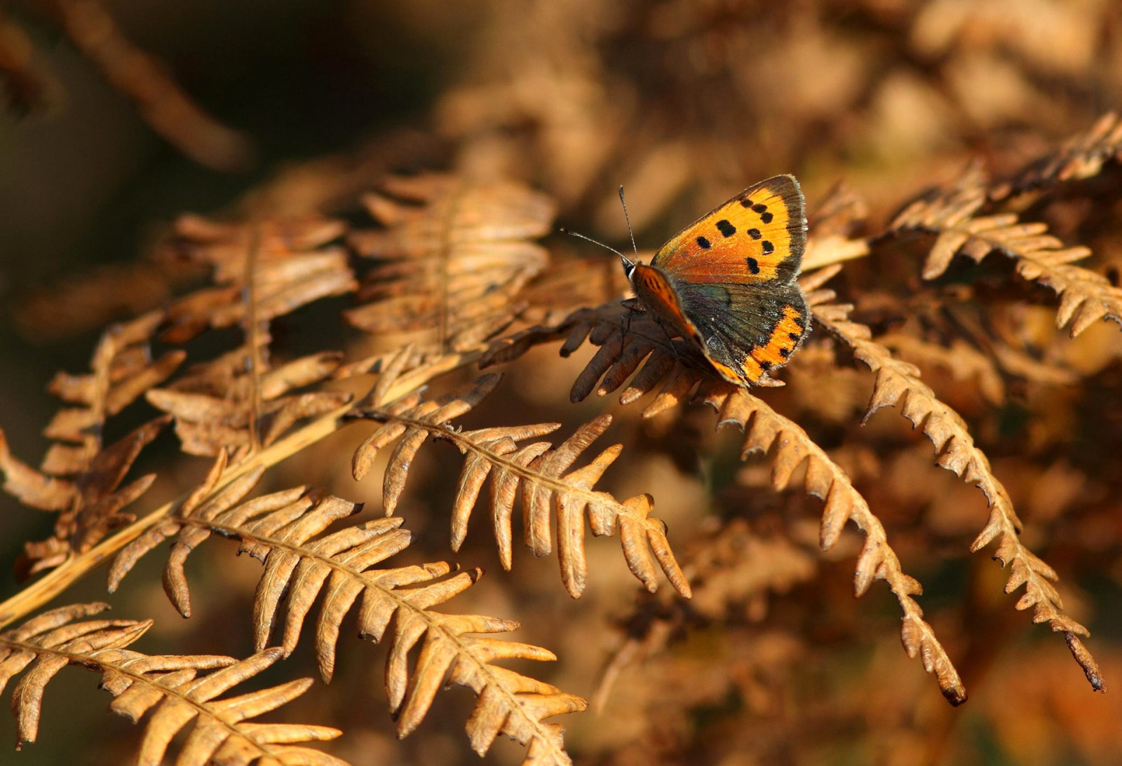 동물, 자연, 사진술, 분기, 나비, 곤충, 야생 생물, 나비과, 가을, 잎, 꽃, 플로라, 비행, 동물 상, 닫다, 매크로 사진, 무척추 동물, 나방과 나비