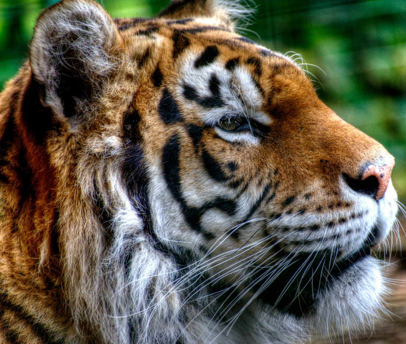 Londýn, tráva, park, tygr, Volně žijících živočichů, HDR, srst, velké kočky, zoologická zahrada, kníry, pruhy, Krásná, bokem, úžasný, boční, lodě, skvělý, póza, pózy, ohromující, fauna, savec, způsoby, kočka jako savci, čenich, carnivoran, organismus, vladaři, terrestrial animal