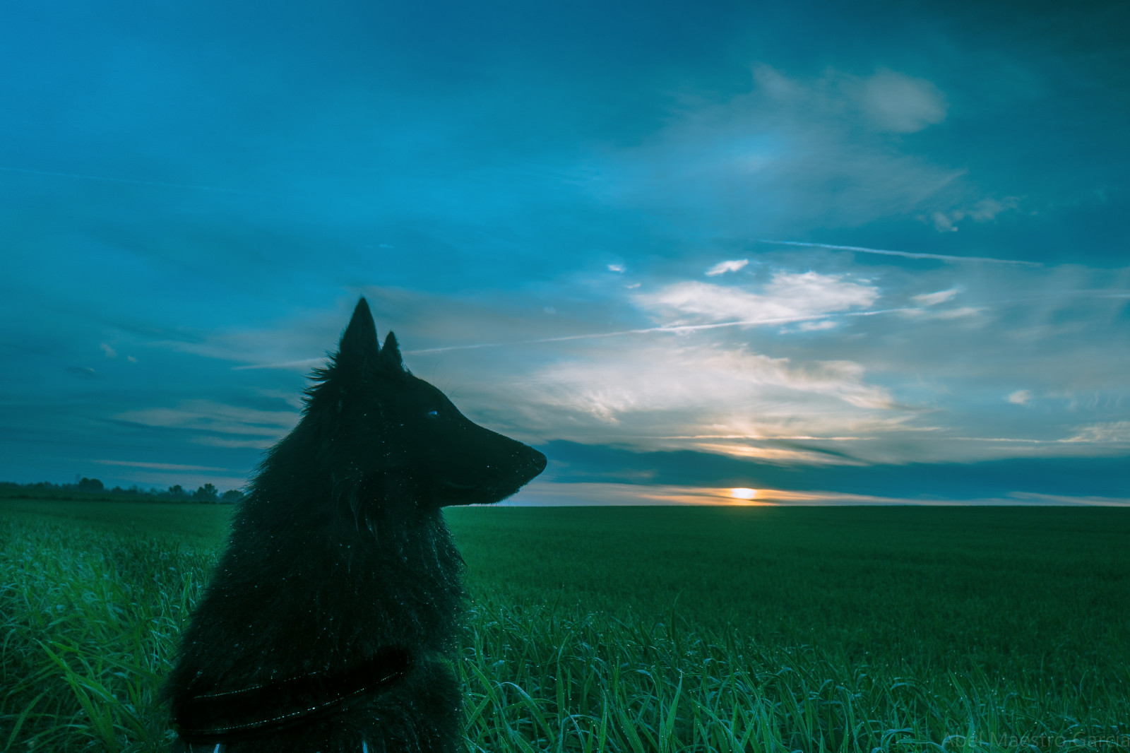 sollys, hav, himmel, morgen, hund, horisont, Sky, nød, ocean, ESPA en, cielo, nubes, perro, pastor, abel, andalucia, Belga, maestro, Amanecer, toma, Rocio, trigo, computer tapet