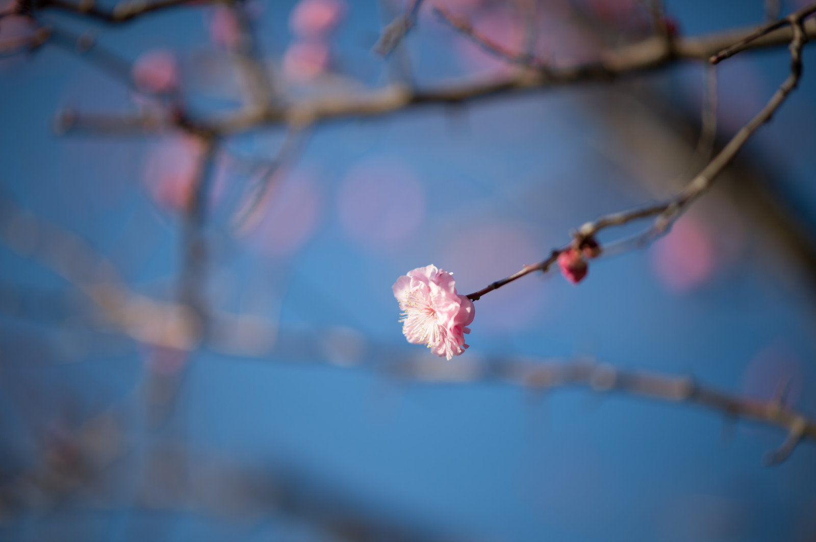 Giappone, acqua, rosso, riflessione, fotografia, ramo, blu, Nikon, fiorire, primavera, Tokyo, Jp, colore, NIKKOR, foglia, fiore, pianta, stagione, ume, afs105mmf14eed, afsnikkor105mmf14eed, df, ikegamibaien, Ikegami, japaneseapricot, avvicinamento, fotografia macro
