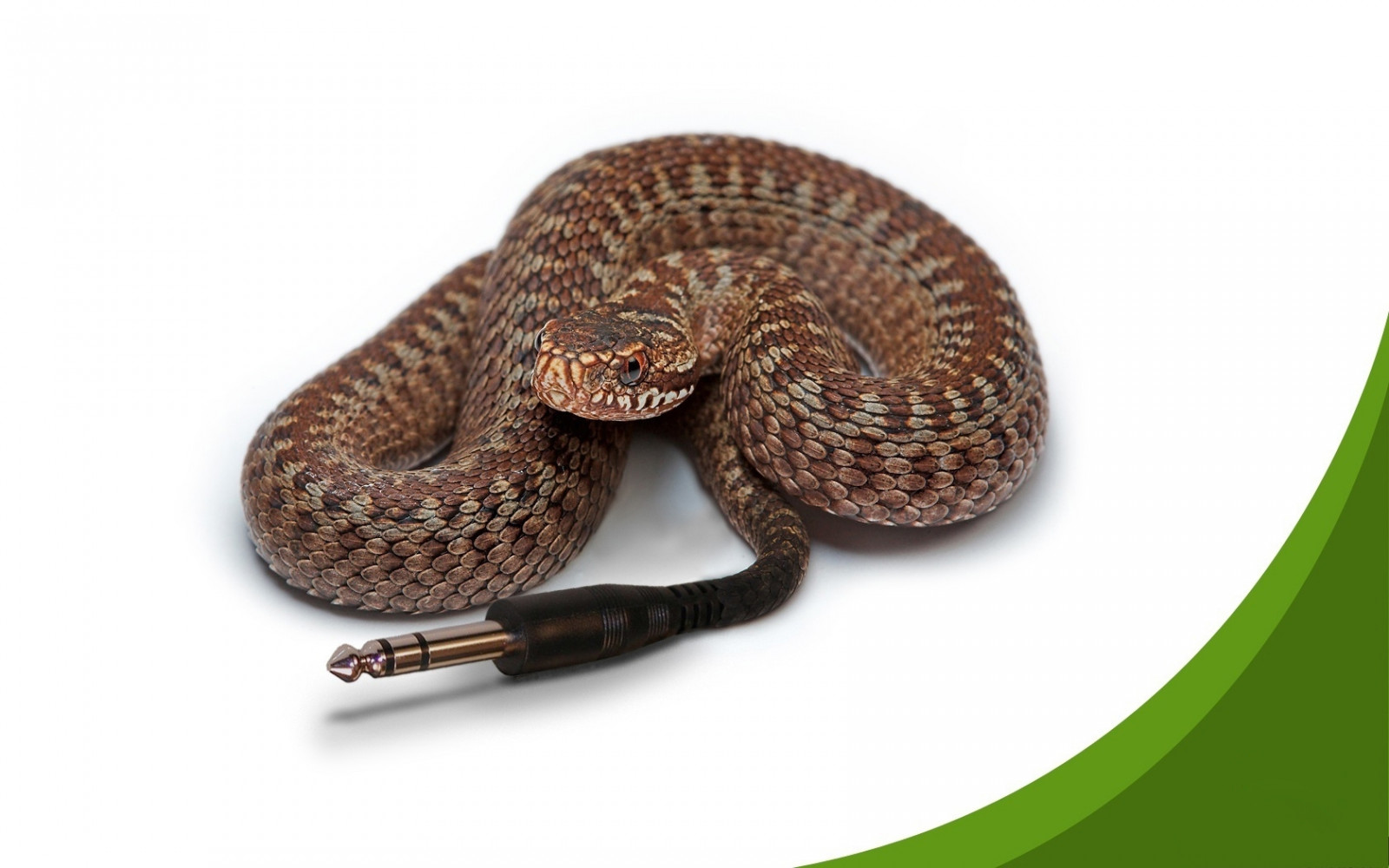 bílý, had, zelená, počítač, Kabel, ZMIJE, had, Hroznýš, Kingsnake, chřestýš, plaz, zmenšen plazů, boas, terrestrial animal