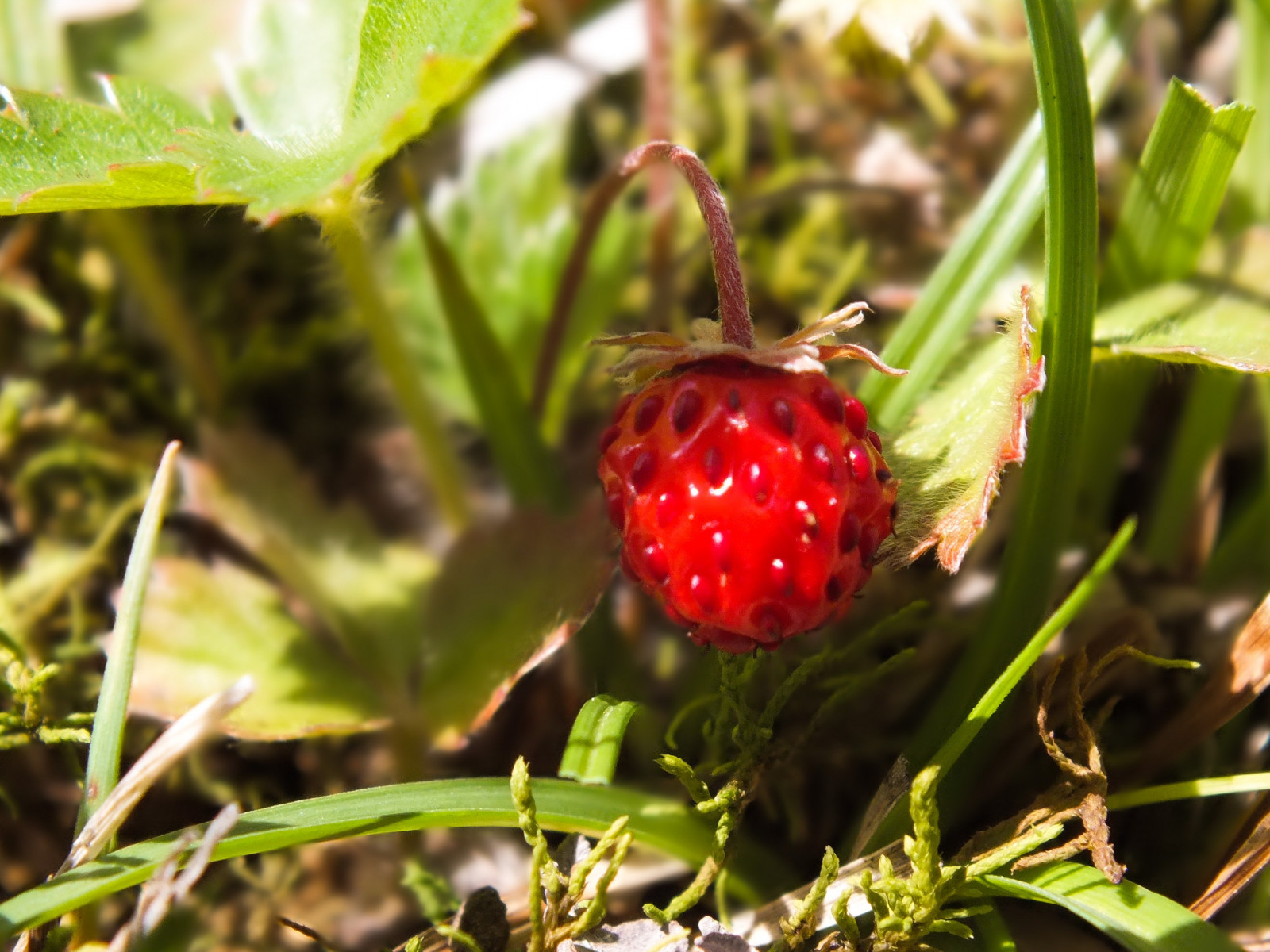 élelmiszer, természet, gyümölcs, eper, Törökország, karadeniz, fa, levél növényen, virág, növény, Bogyó, növényvilág, eper, fauna, vadvirág, gyárt, növénytan, szárazföldi növény, virágos növény, makró
