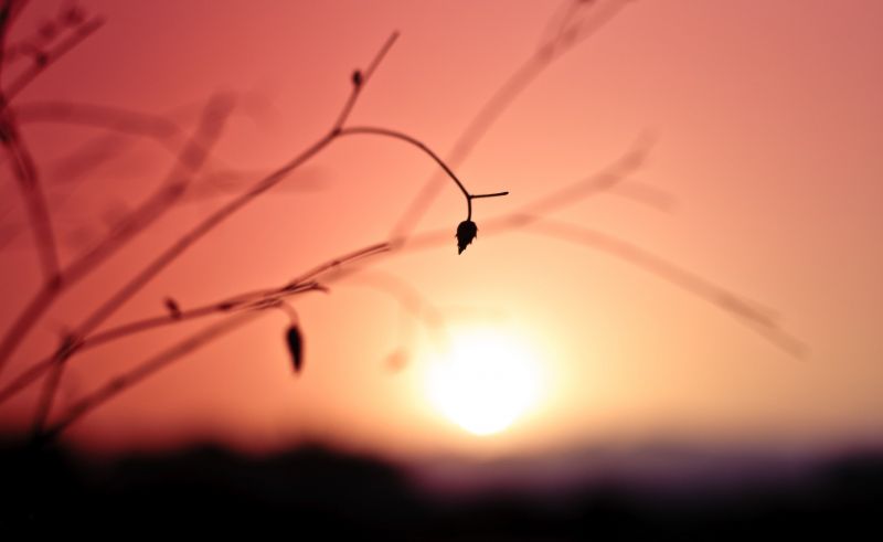 luz de sol, puesta de sol, naturaleza, cielo, Plantas, fotografía luz de sol, puesta de sol, naturaleza, cielo, Plantas, fotografía