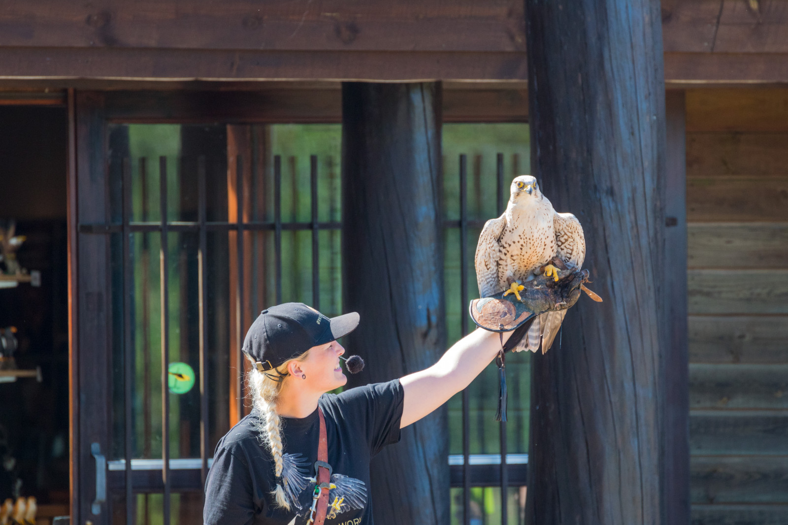 modrý, Dánsko, Sokol, pták, birdofprey, Danmark, f gel, fotografie, exif modelu canoneos760d, geocountry, Kamera aby kánon, geocity, Model fotoaparátu canoneos760d, geostate, geolocation, EXIF otvor 56, exif aby kánon, EXIF ef70300mmf456lisusm čočka, EXIF isospeed 500, exif focallength 300mm, Skagen, rovf gel, eagleworld, rnreservatet, Falk, falcocherrug, sakerfalcon, sakerfalk, tatarfalk, Snímek obrazovky