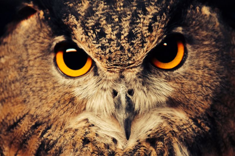 นกฮูก, ปาก, สัตว์ป่า, นกล่าเหยื่อ, ใกล้ชิด, นก