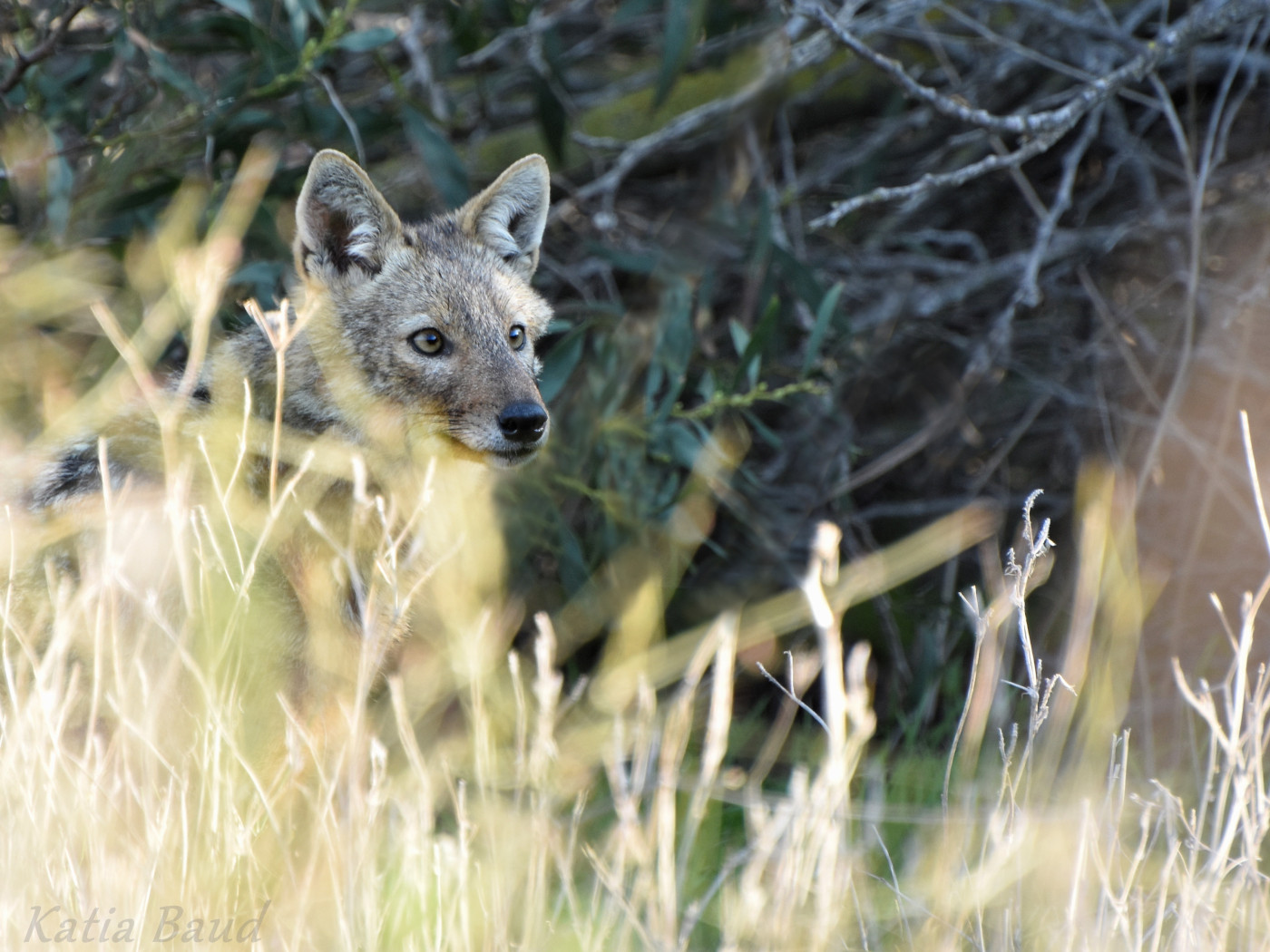 Volně žijících živočichů, divoký, zima, plevel, uniknout, oči, oko, Mediterranee, Příroda, naturaleza, naturelover, roztomilý, kojot, srst, keř, Buisson, Buissons, Křoví, lov, lov, Izrael, okamžitý, Nikon, nikond7200, život, liberte, viesauvage, predace, pr dateur, dravec, poils, milovník zvířat, zvíře, naživu, Sauvage, duna, Dore, faune, svoboda, fauna, fourrure, Volný, uvolnit, zlatý, Šedá, gris, zlato, hiver, skrýt, šakal, libre, půvabný, Canid, psovité šelmy, Chacal, soutěžit, mammifere, savec, mignon, marron, hra na schovávanou, Cachecache, yeux, natur, Únor