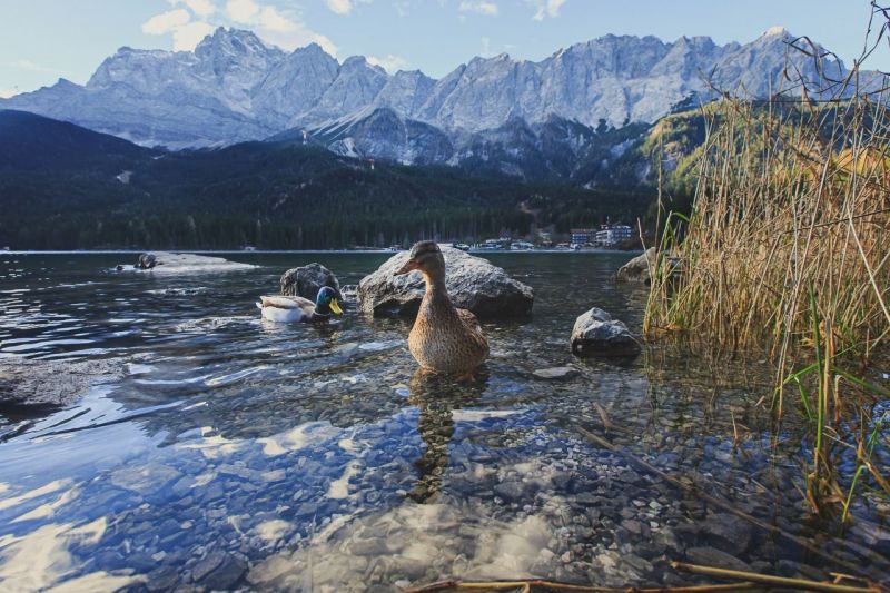 zvěř, jezero, Příroda, řeka, moře, voda zvěř, jezero, Příroda, řeka, moře, voda
