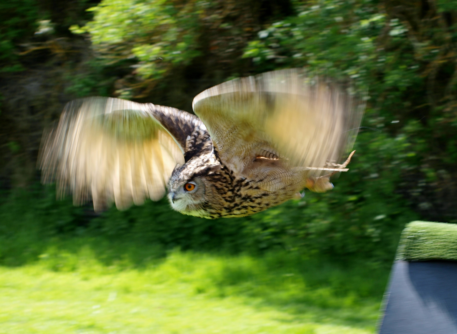 ptactvo, tráva, Volně žijících živočichů, dravý pták, sova, 2013, zobák, Olympus, strom, pták, prozkoumal, fauna, smět, organismus, Suffolk, eurasianeagleowl, Felixstowe, E420