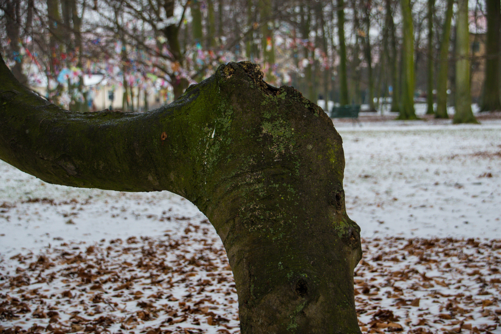 slunečnímu záření, les, voda, Příroda, odraz, tráva, park, sníh, zima, dřevo, větev, zelená, ráno, Volně žijících živočichů, Švédsko, Sverige, Malm, strom, hloubka pole, podzim, list, květ, počasí, rostlina, venkovní, sezóna, dof, sk nel n, se, Citypark, r nnehomlsparken, zálesí, místo výskytu, přírodní prostředí, dřevina, kufr