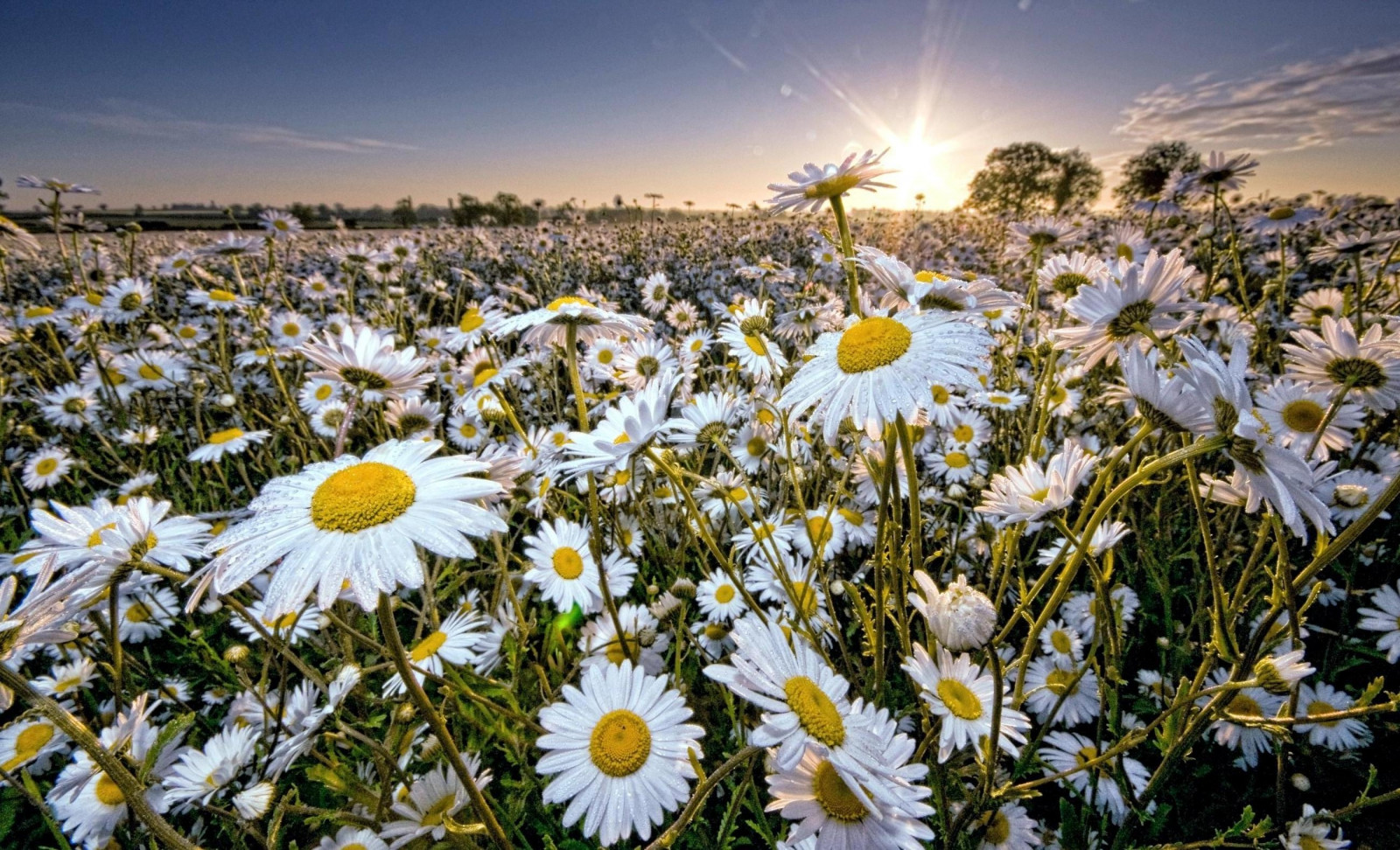 Wallpaper Daisy, field, Sun, rays, sky 2600x1580 wallup 1053164