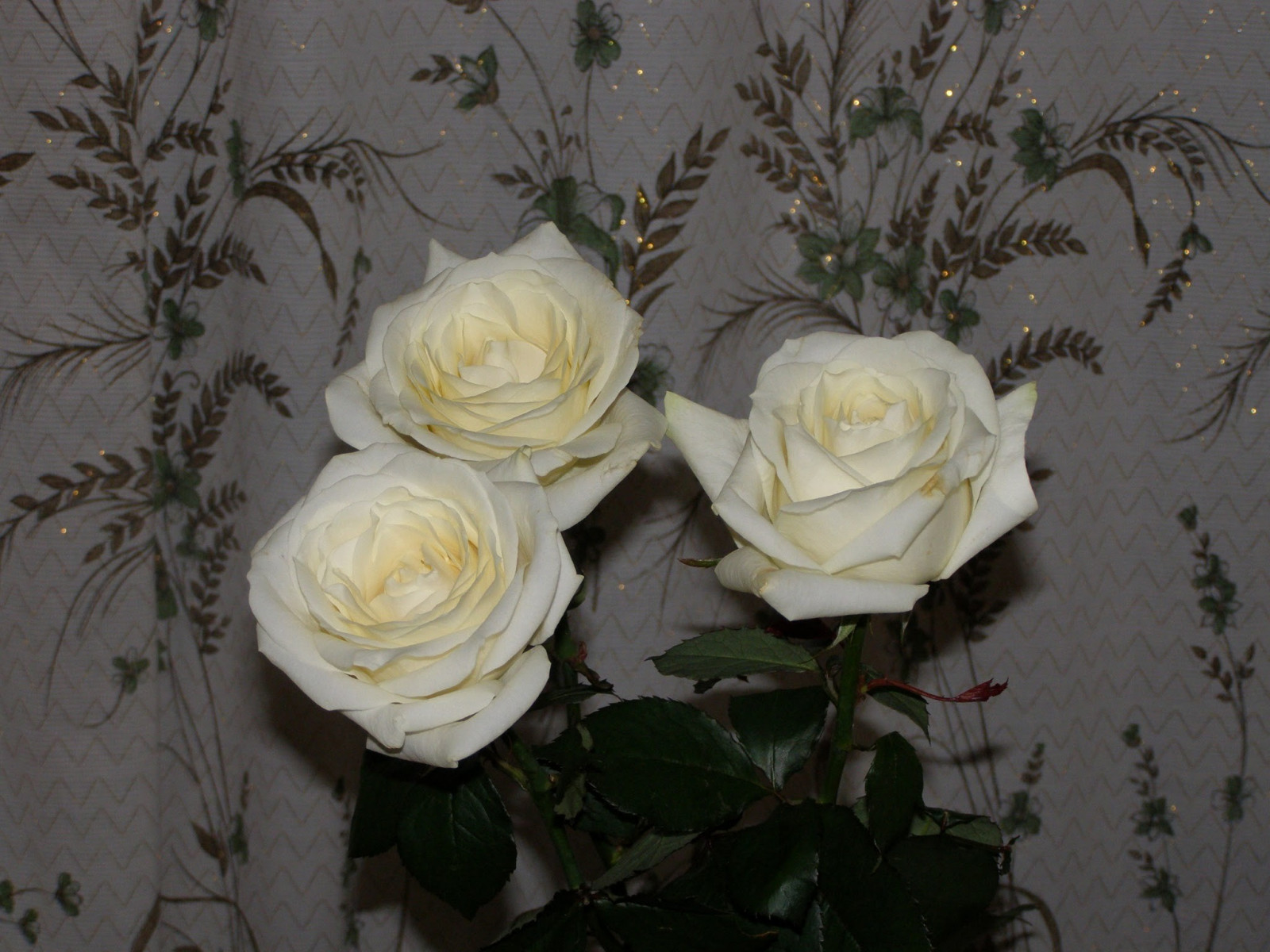 Blumen, Pflanzen, Gelb, Rose, Blume, Pflanze, Blütenblatt, Landanlage, blühende Pflanze, Floristik, Gartenrosen, Rose Familie, Blumenstrauß, Blumen arrangement, Blumendesign, Schnittblumen