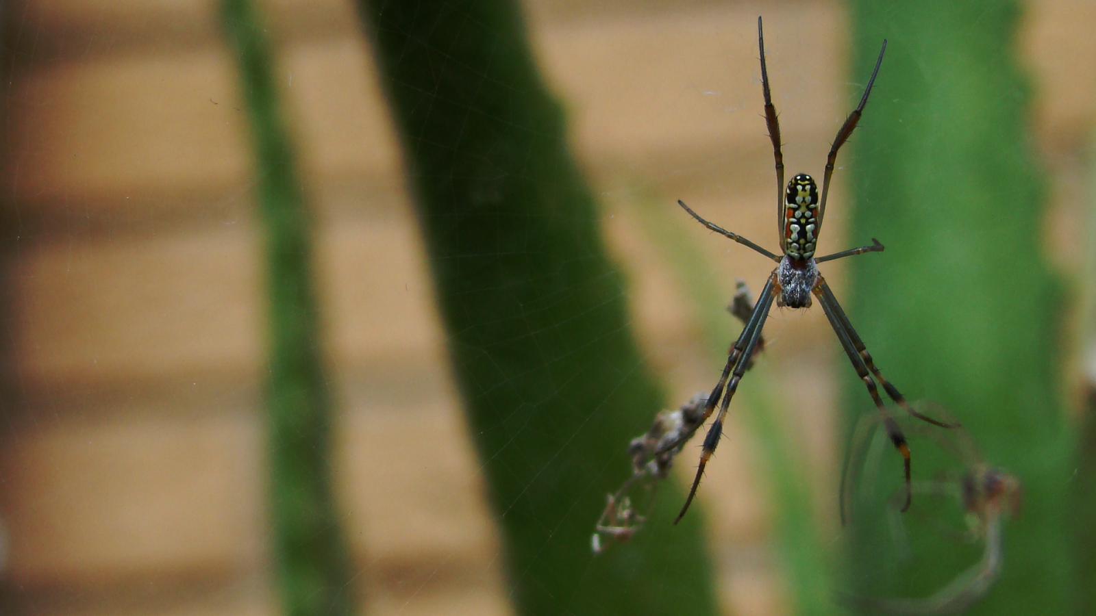 Natur, Gras, Makro, Ast, Insekt, Grün, Tierwelt, Spinne, Blatt, Libelle, Fauna, Zweig, Nahansicht, Makrofotografie, Pflanzenstamm, wirbellos, Gliederfüßer, Libellen und damseflies