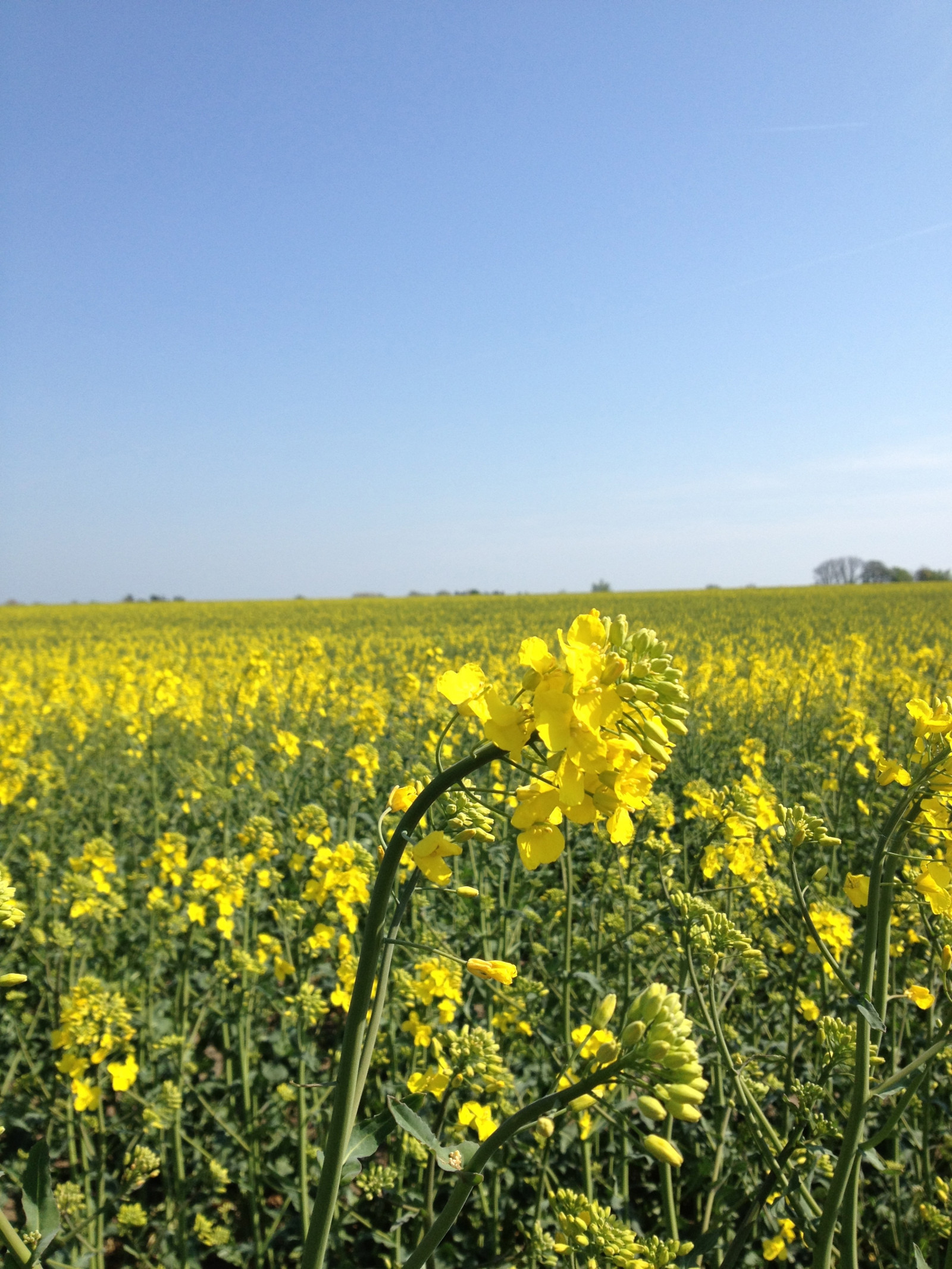 krajina, jídlo, pole, žlutý, řepkového, květ, lučina, rostlina, pastvina, řepka, zemědělství, soderslatt, louka, prostý, divoká rostlina, prérie, oříznutí, venkov, vyrobit, suchozemská rostlina, kvetoucí rostlina, ekosystém, tráva rodina, zeleninový, brassica, daisy rodina, hořčice závod, brassica rapa, hořčice a zelí rodina