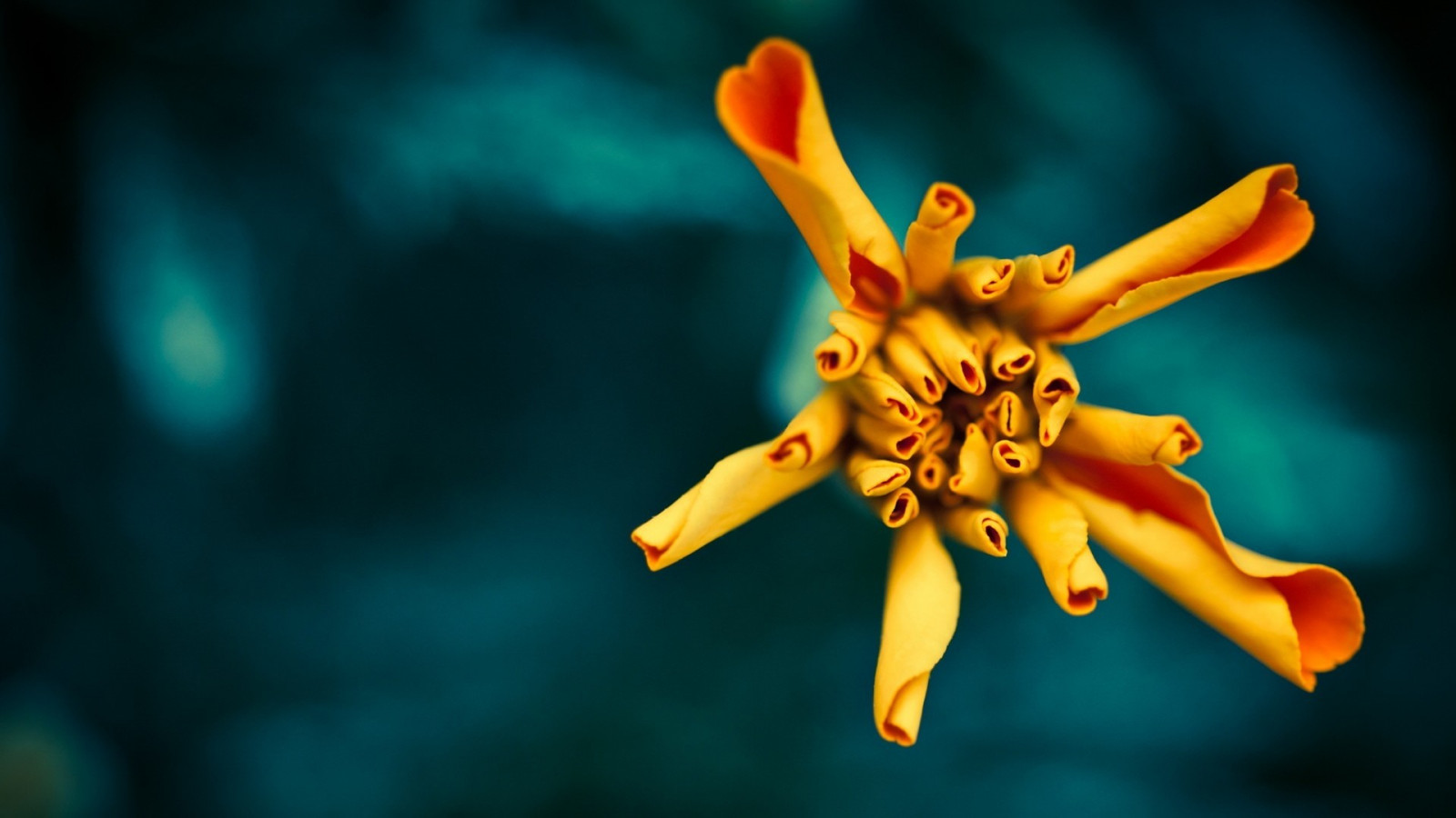 blomster, natur, planter, fotografering, makro, gul, farve, blomst, hånd, flamme, skærmbillede, computer tapet, tæt på, makrofotografering