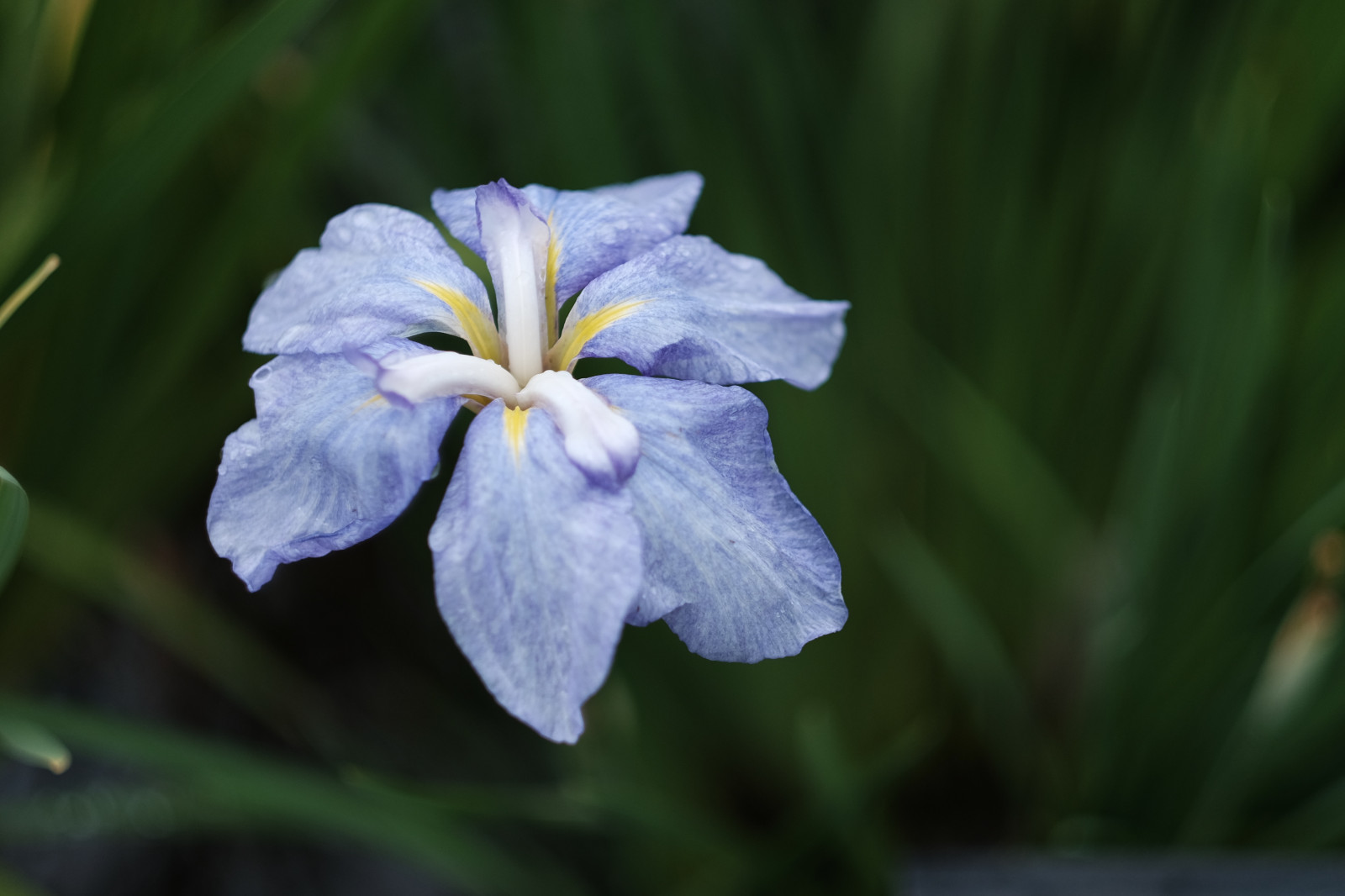Wallpaper nature, Tokyo, fujifilm, Iris, flower, eye, flora, petal