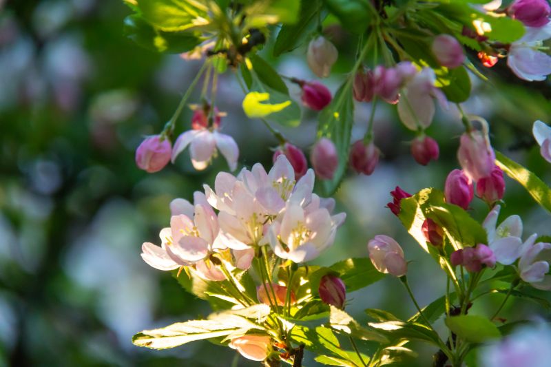 jardín, naturaleza, rama, flor, árbol, hoja jardín, naturaleza, rama, flor, árbol, hoja