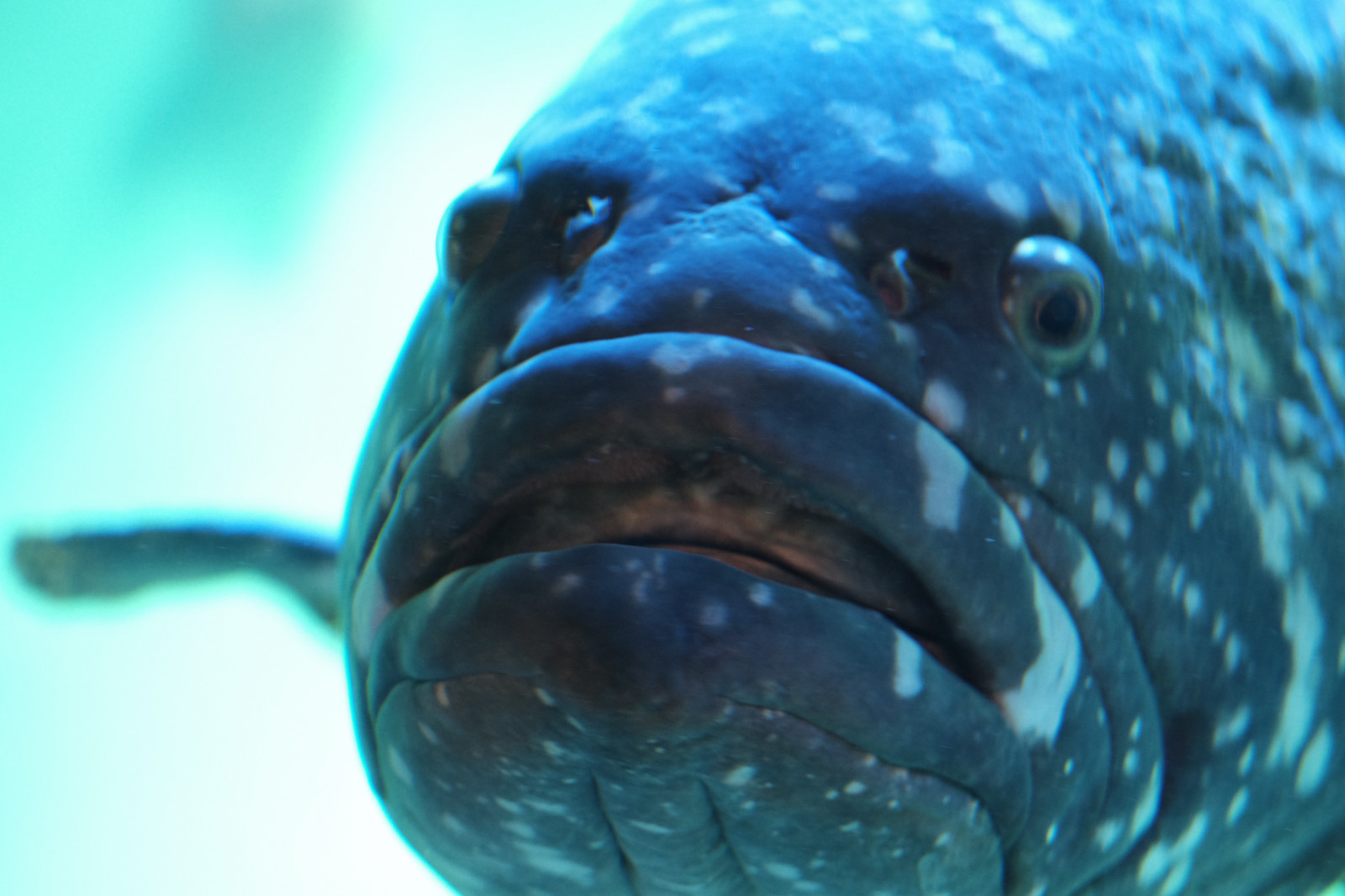 fisk, blå, undervands-, Tokyo, Fujifilm, biologi, Fujinon, x, xf56mmf12r, xf56mm, xt1, Kasai, kasairinkaipark, tokyosealifepark, hvirveldyr, tæt på, makrofotografering, havbiologi, havpattedyr, dybe saltvandsfisk